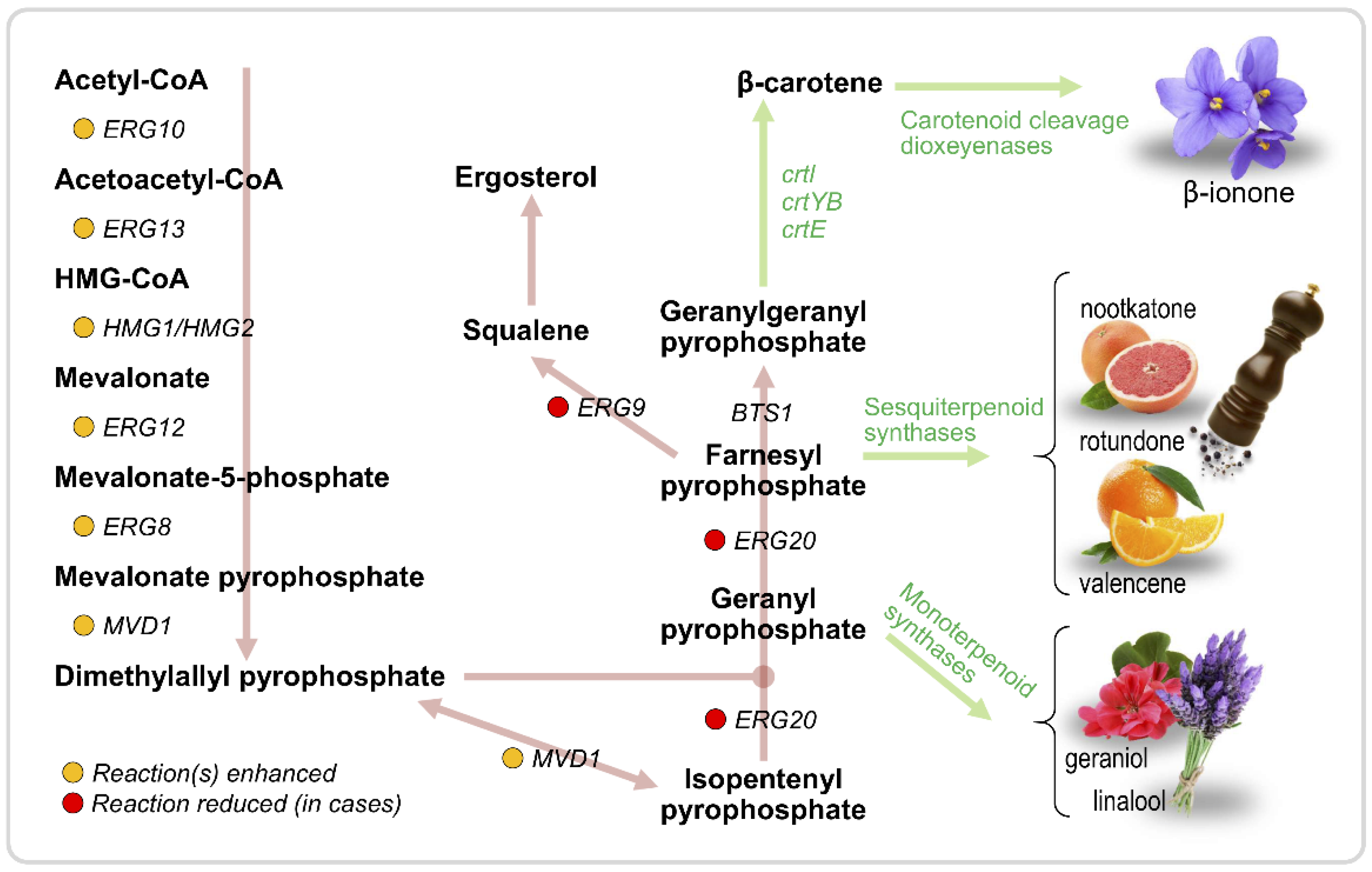 Fermentation 04 00054 g003
