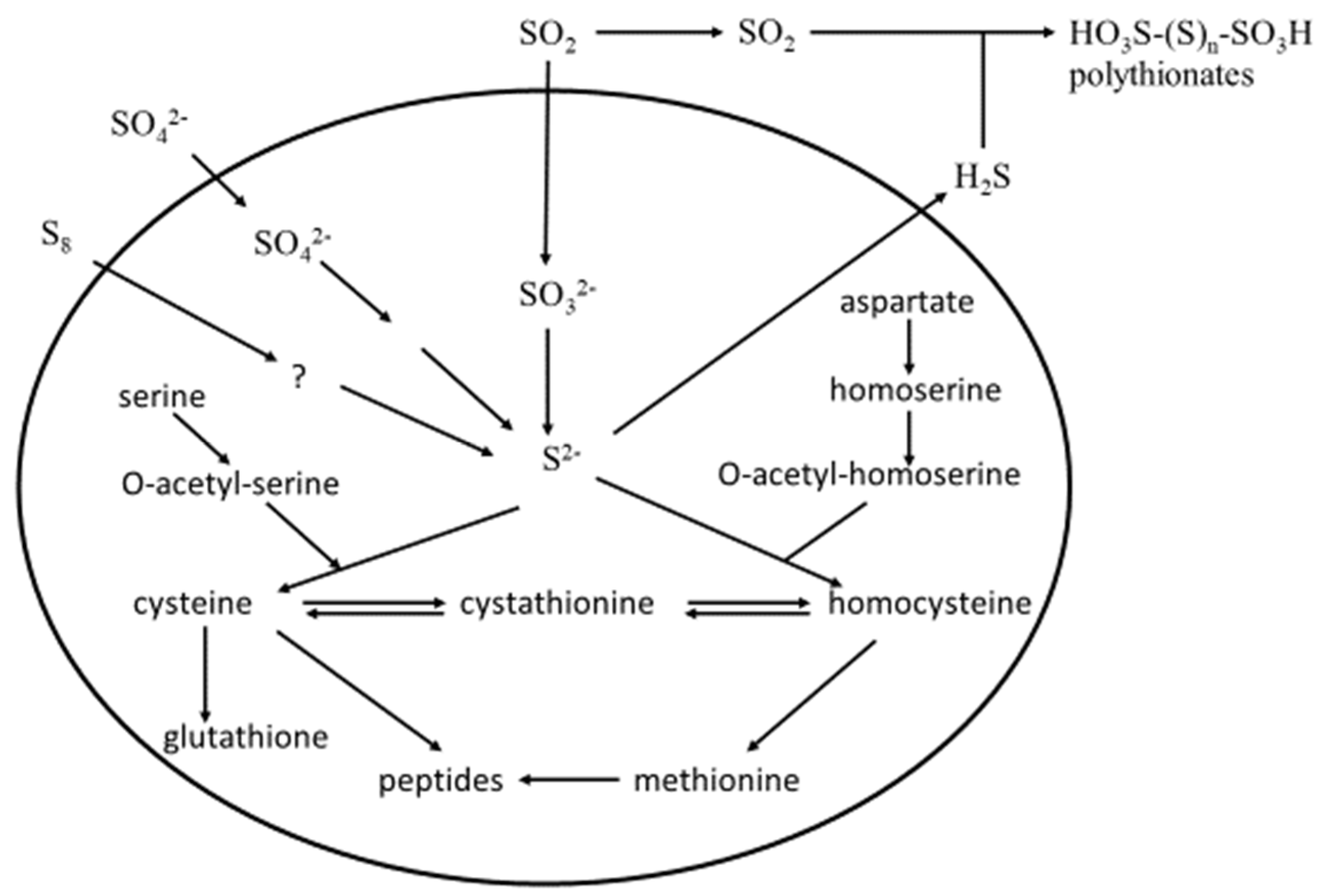 Fermentation 04 00062 g002