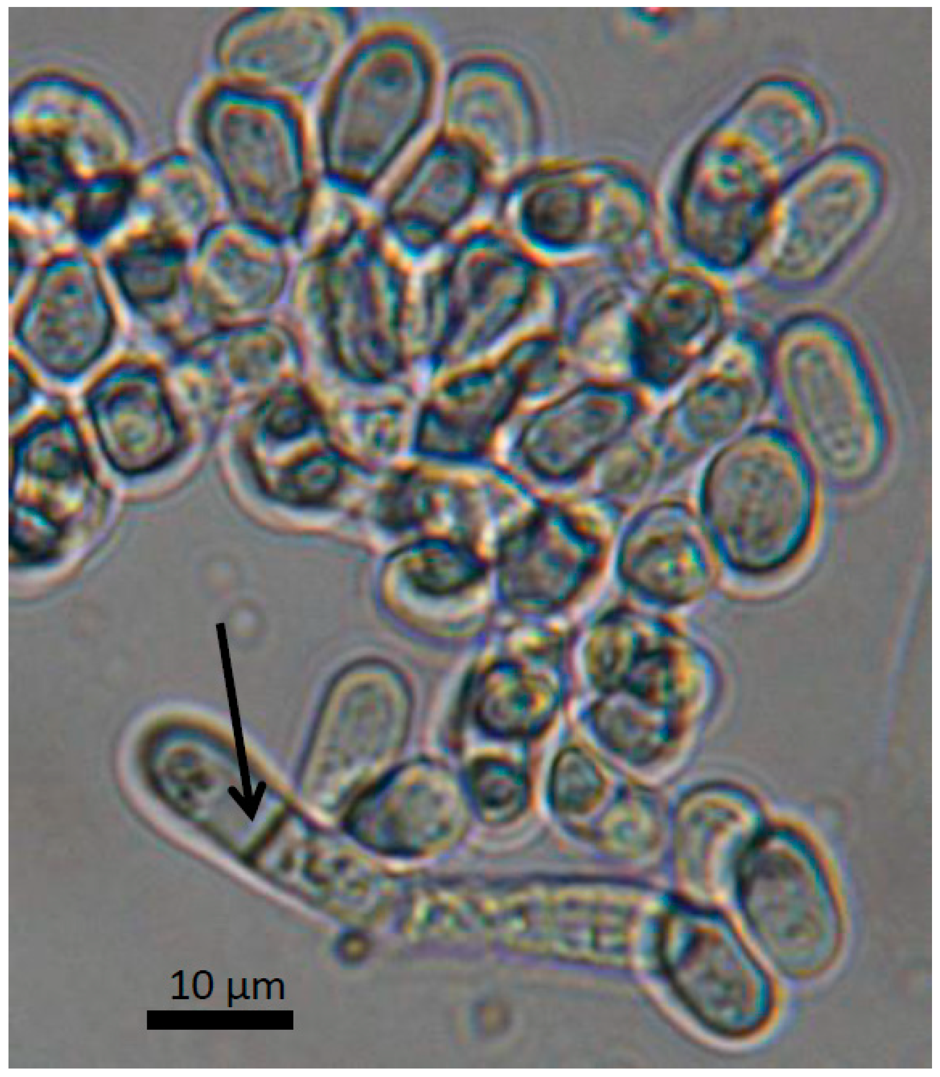 Fermentation 04 00070 g001