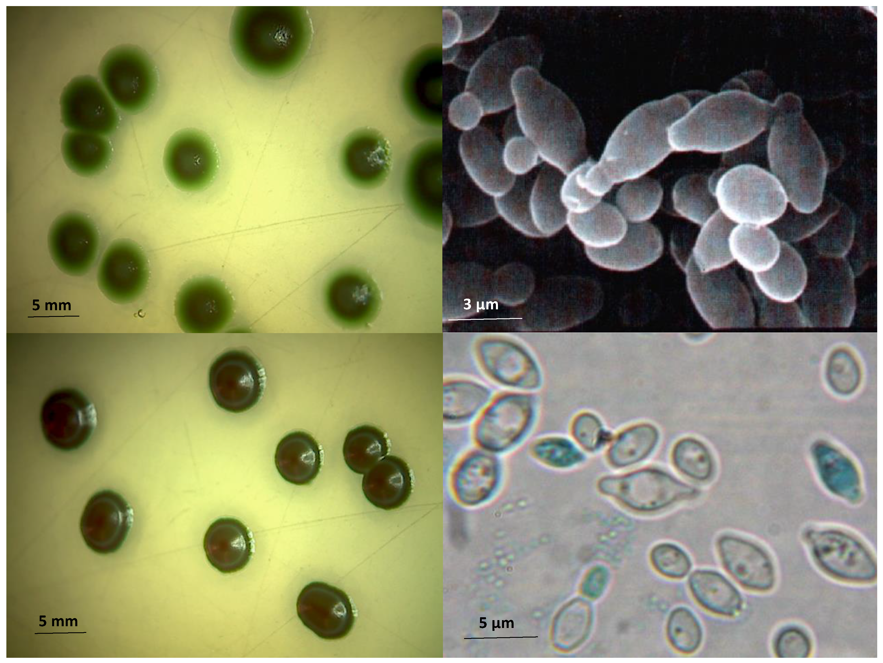 Fermentation 04 00076 g001
