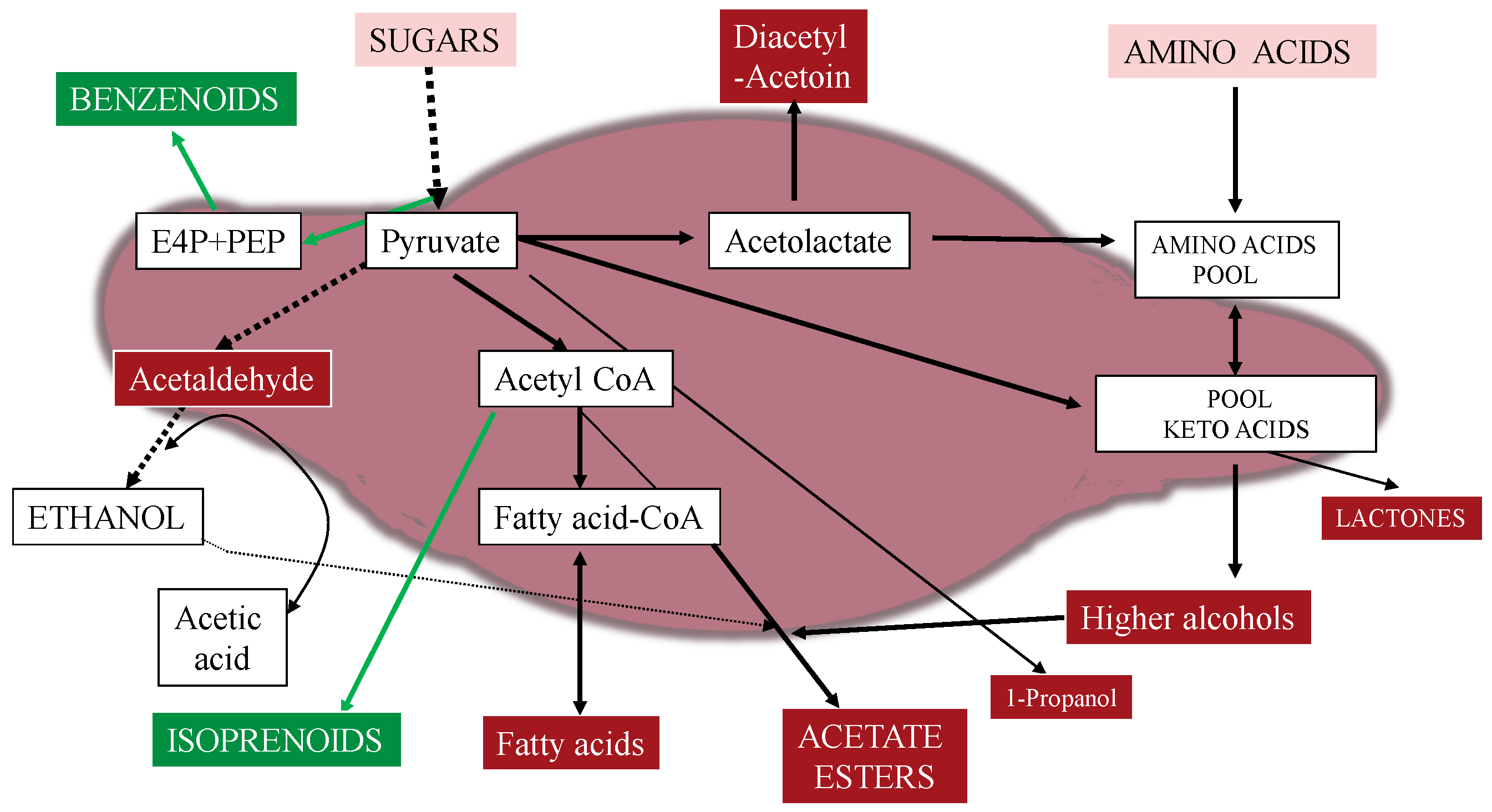 Fermentation 04 00076 g004