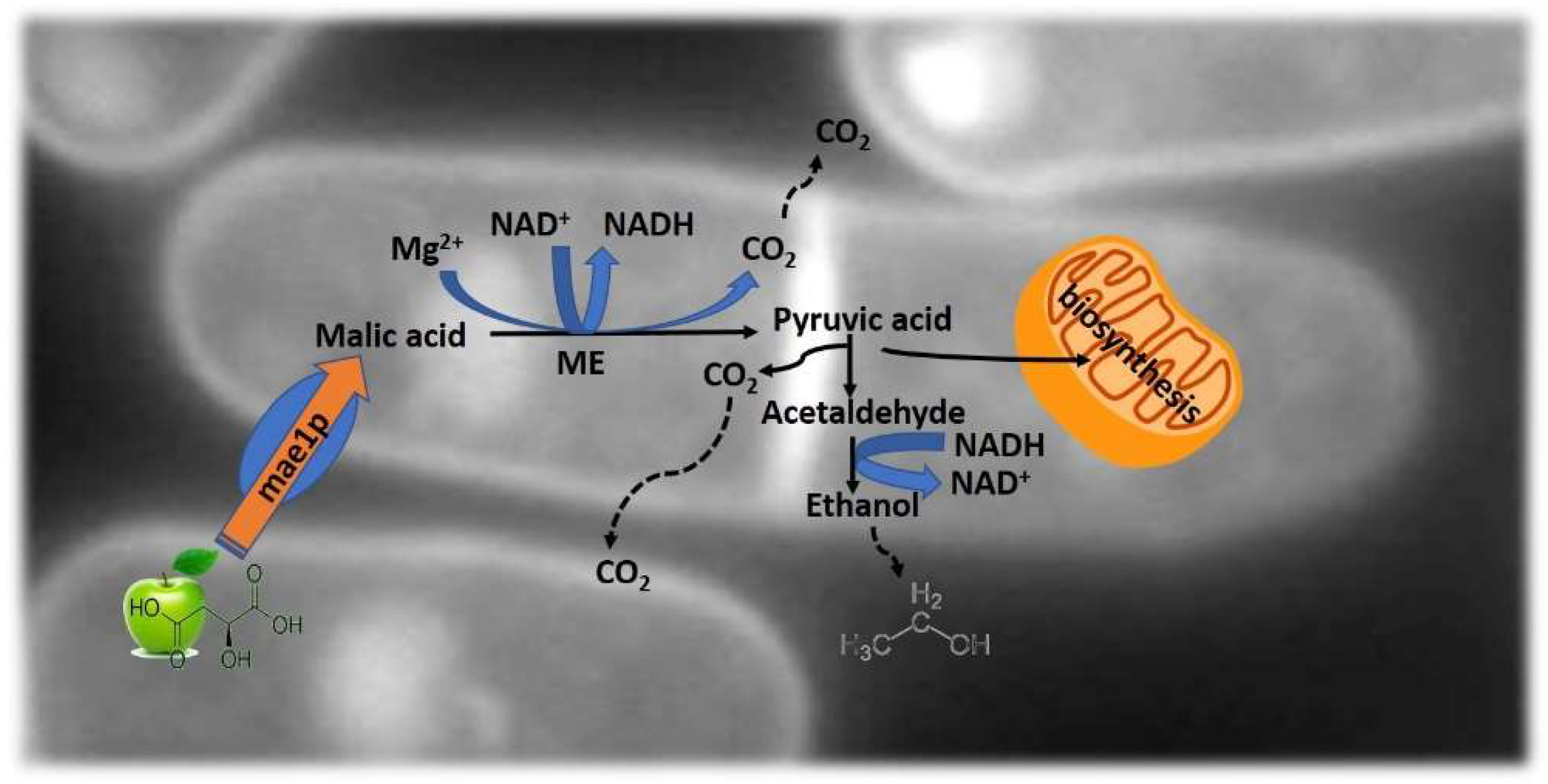 Fermentation 05 00027 g004