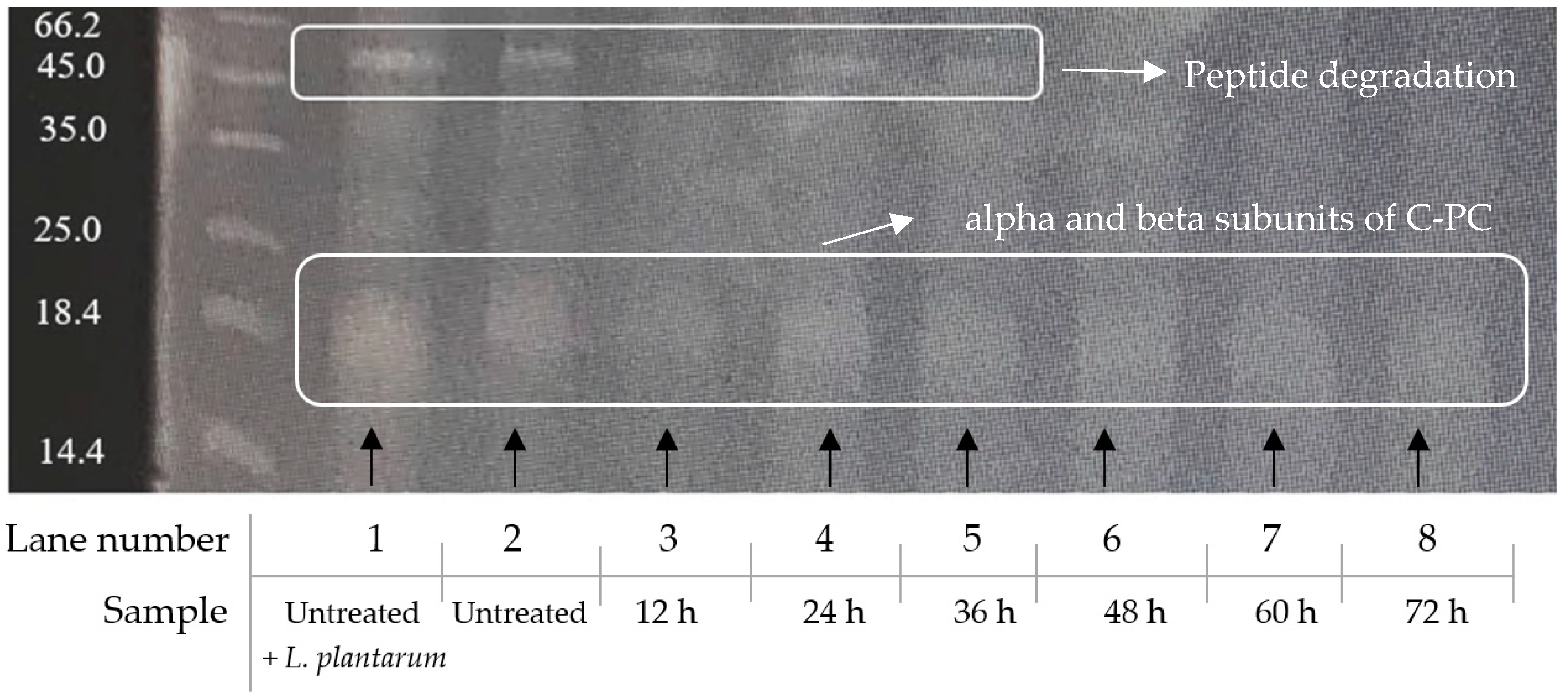 Fermentation 05 00028 g007 Fermentation 05 00028 g007