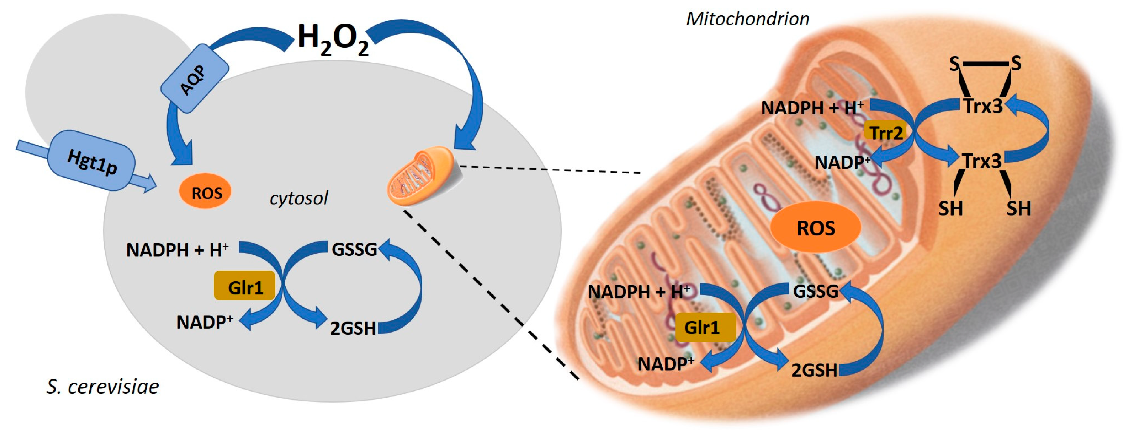 Fermentation 05 00046 g002