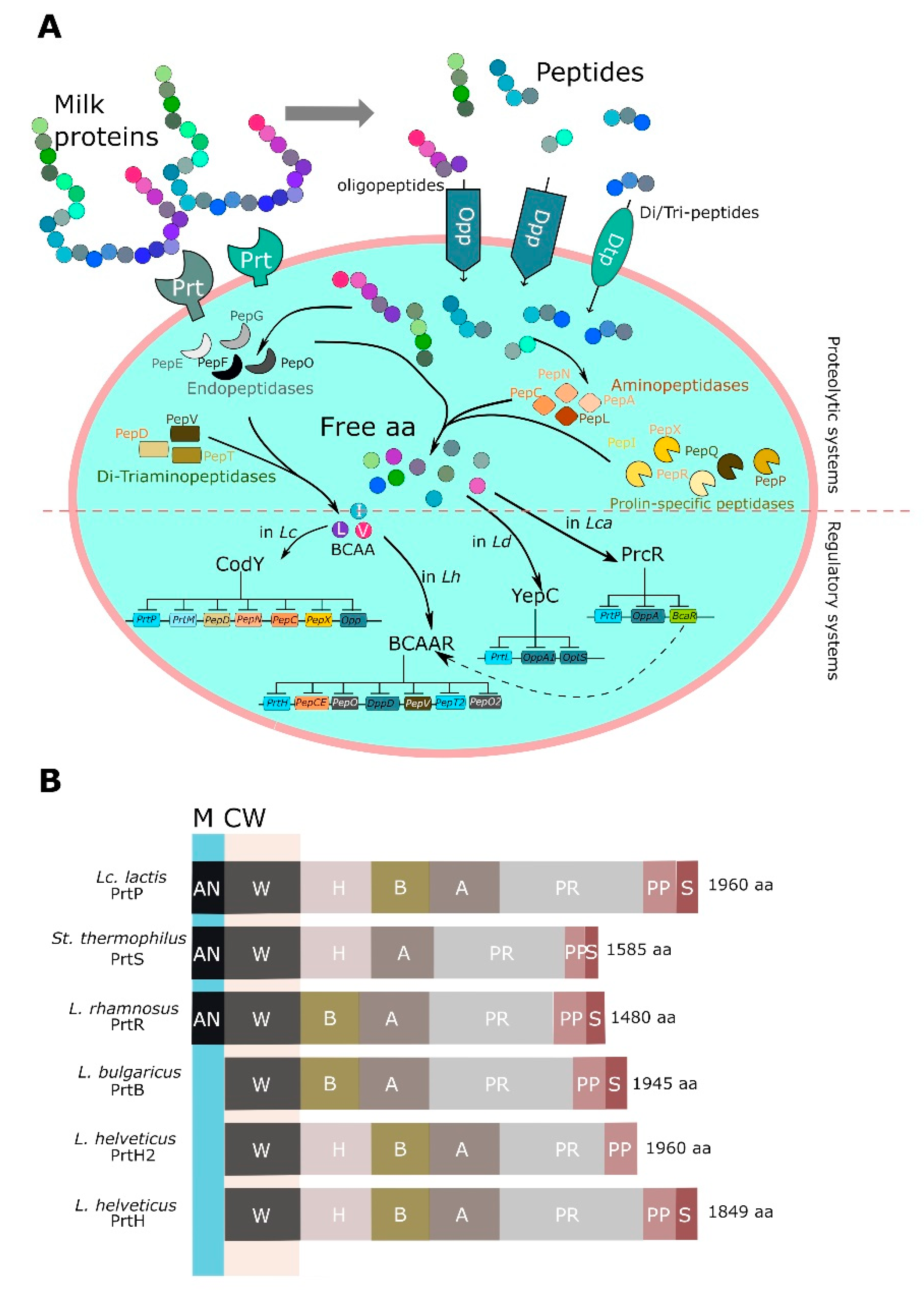 Fermentation 05 00096 g003 Fermentation 05 00096 g003