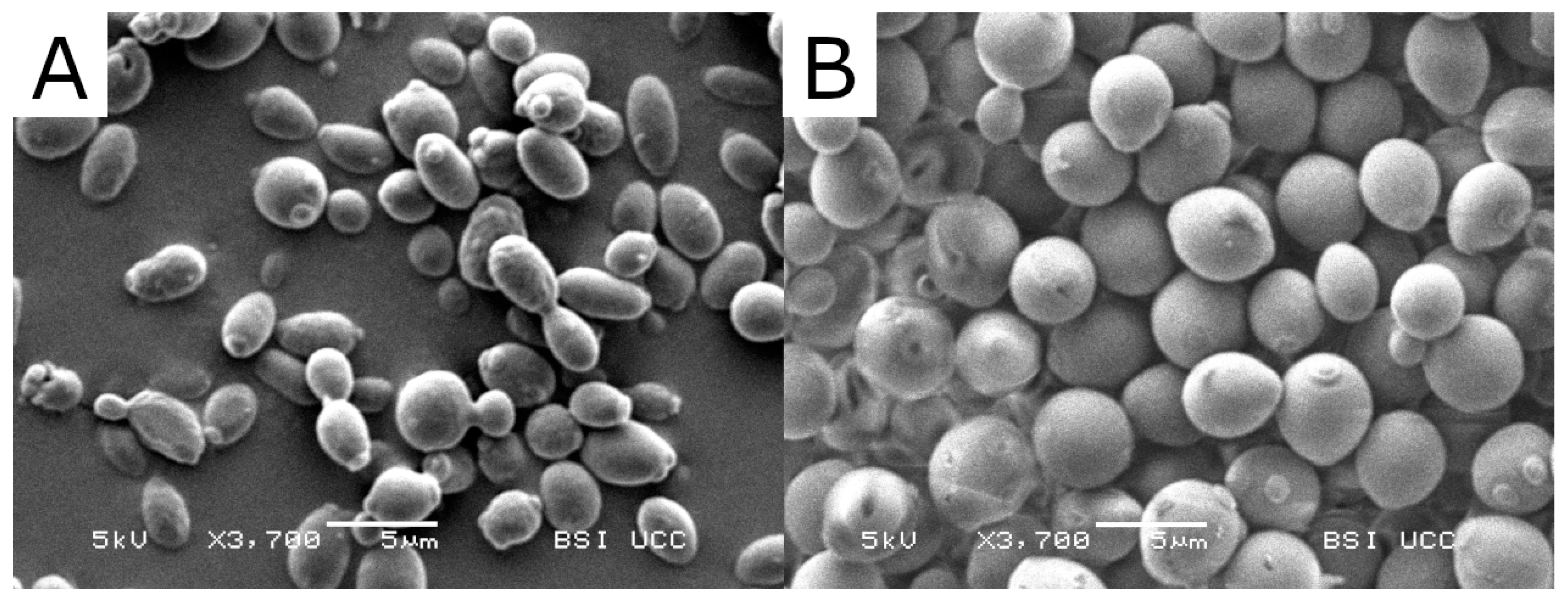 Fermentation 05 00103 g002