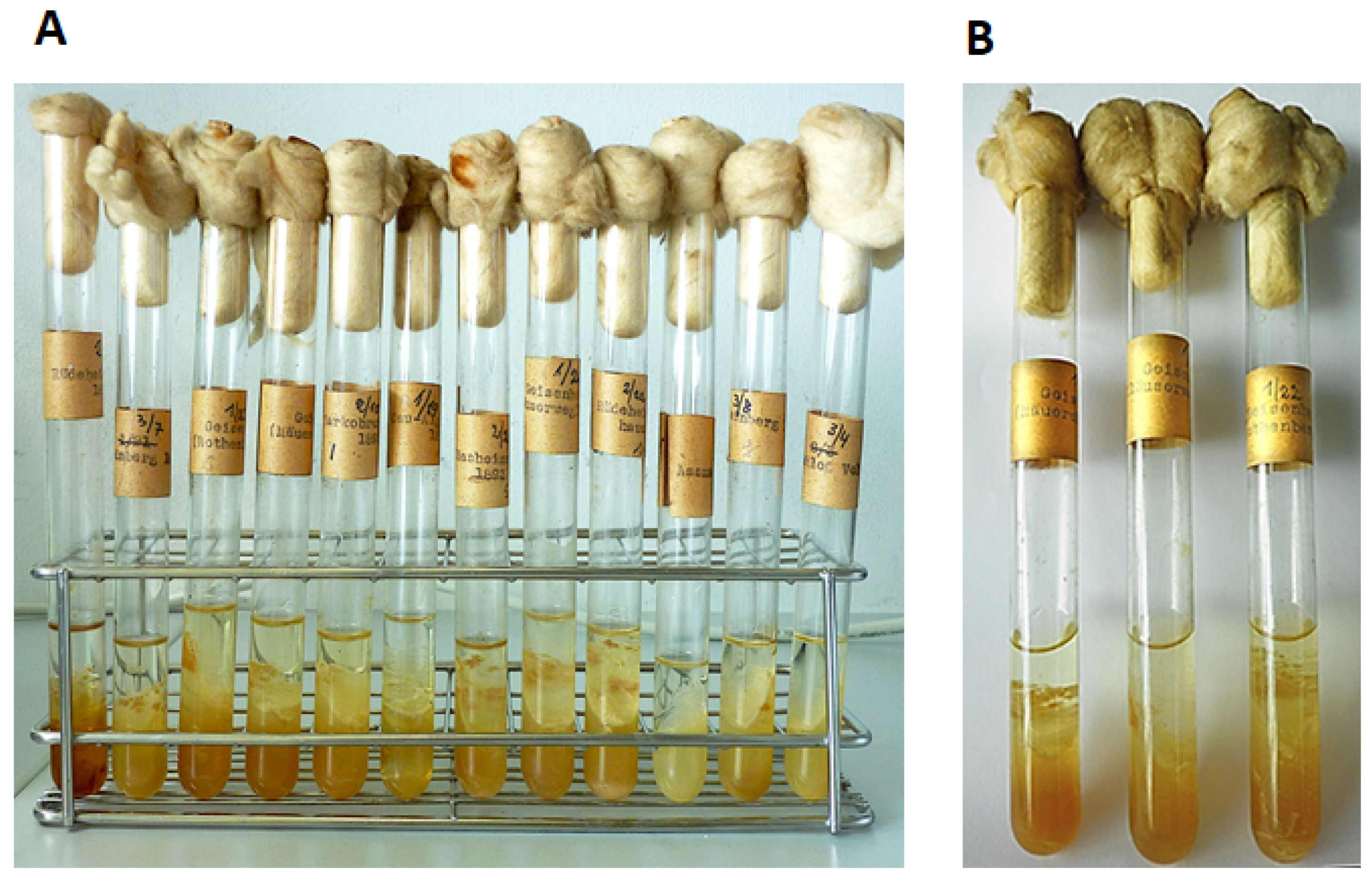 Fermentation 06 00009 g001 Fermentation 06 00009 g001