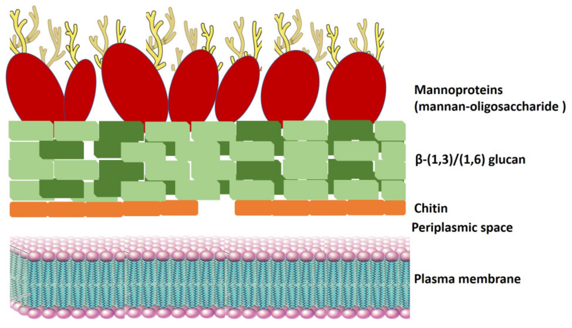 Fermentation 06 00022 g005