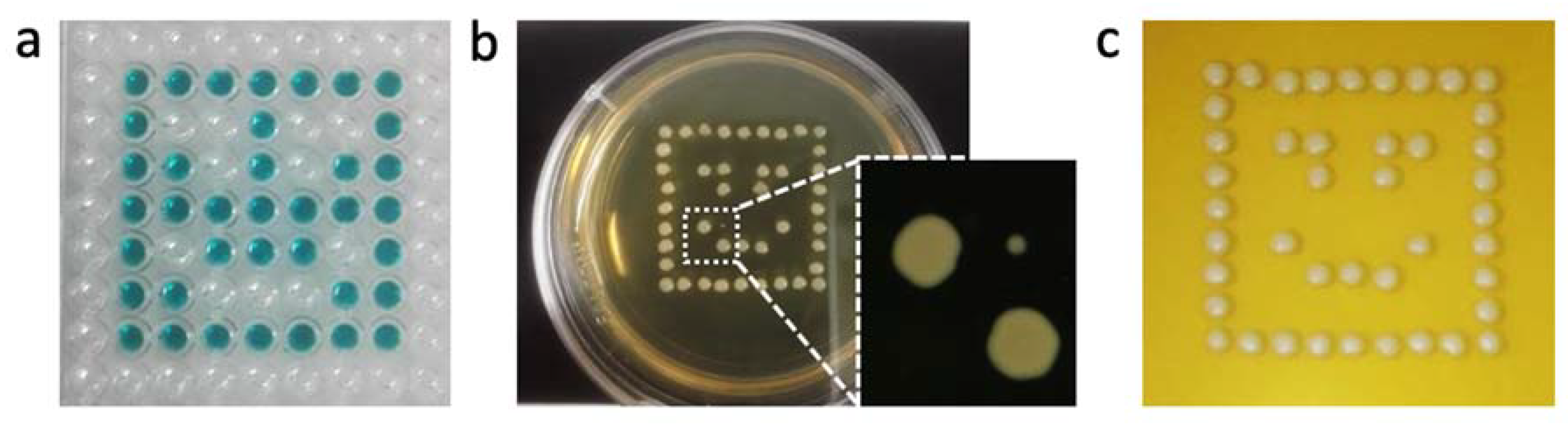 Fermentation 06 00026 g005 Fermentation 06 00026 g005