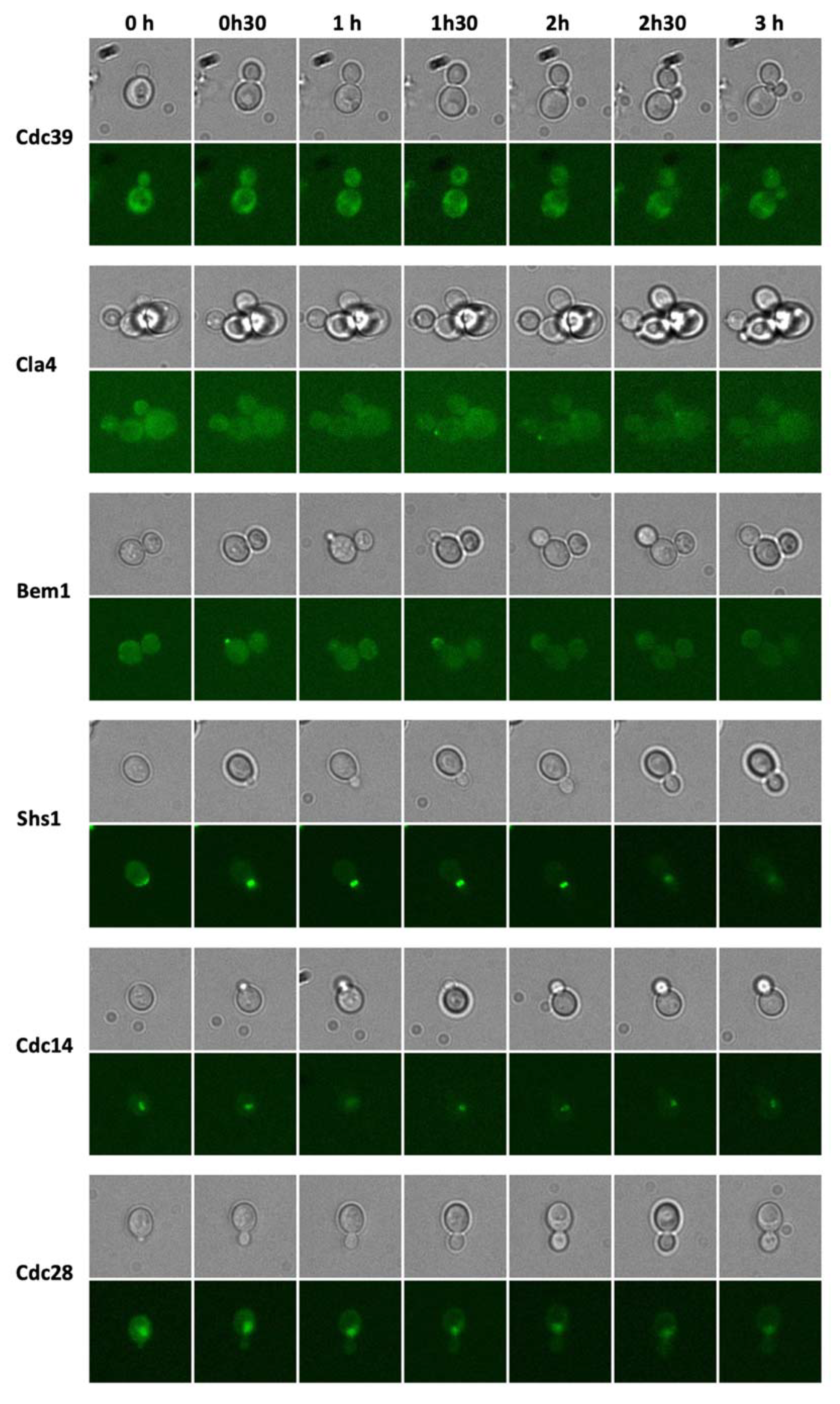 Fermentation 06 00026 g007 Fermentation 06 00026 g007