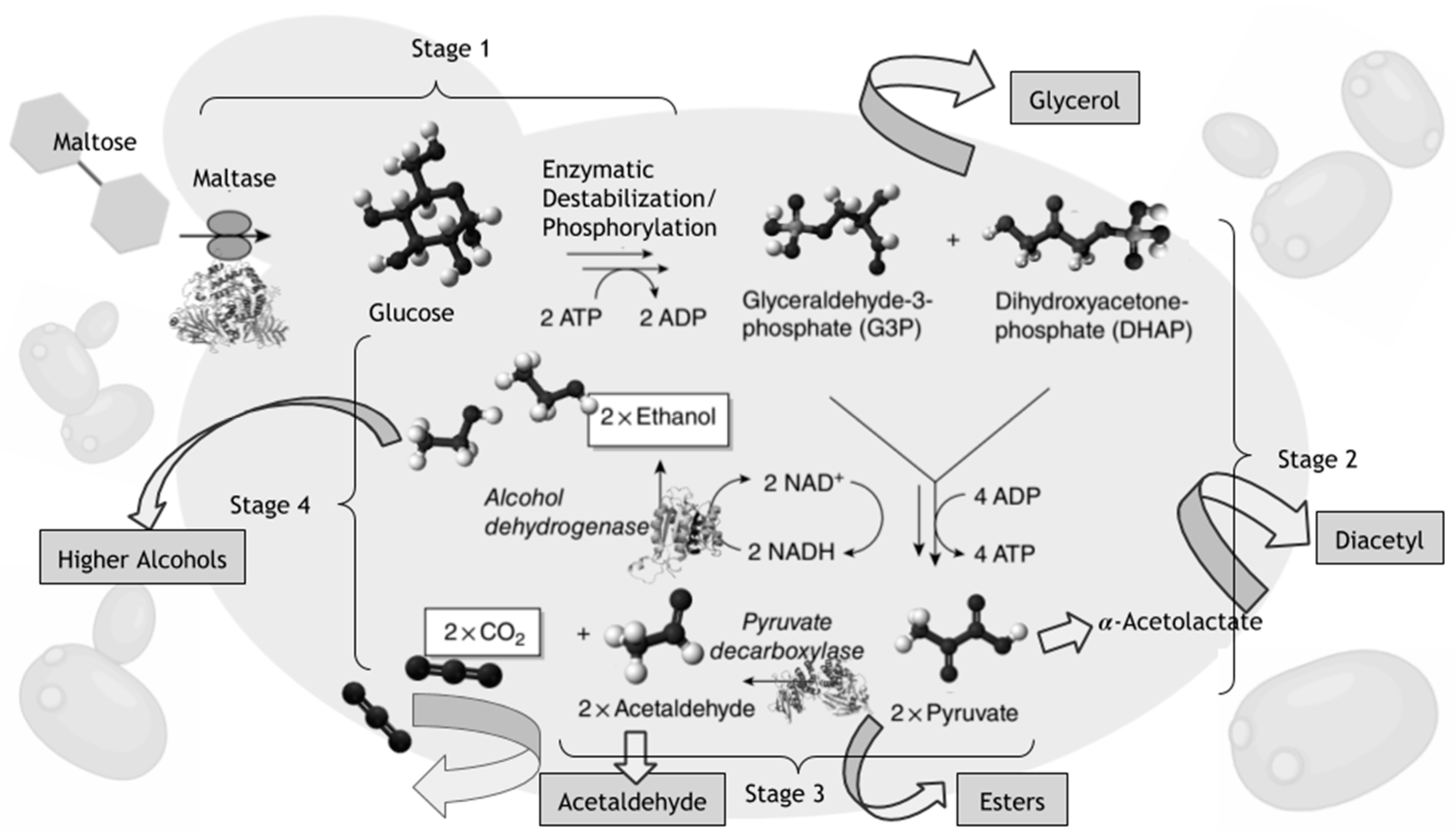 Fermentation 06 00116 g002