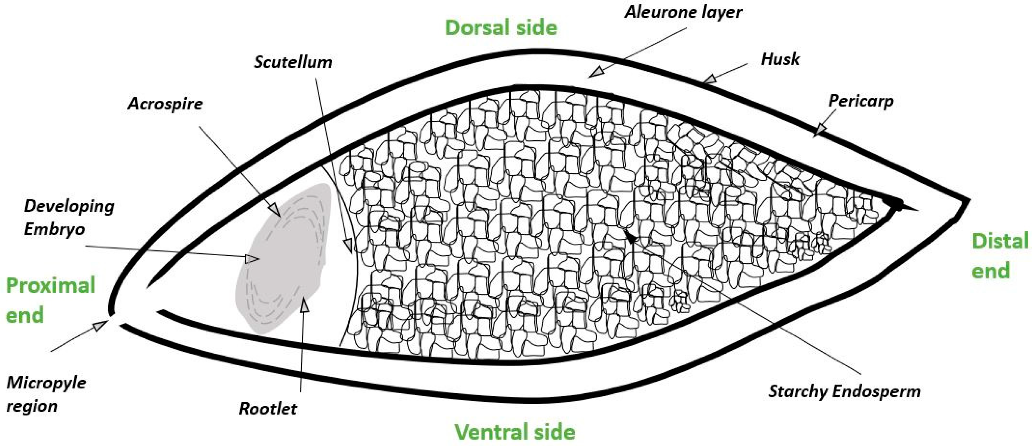 Fermentation 06 00117 g001 Fermentation 06 00117 g001