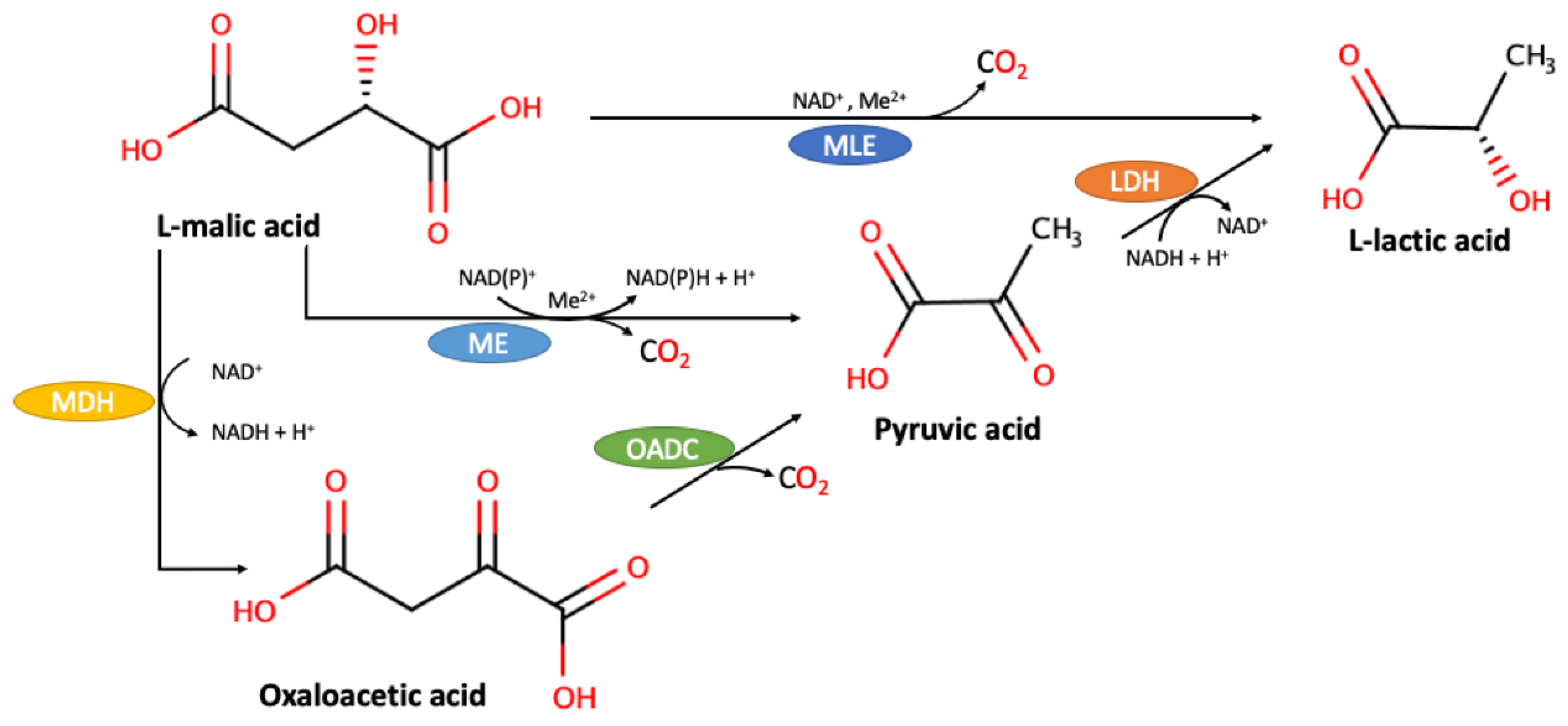 Fermentation 07 00024 g001