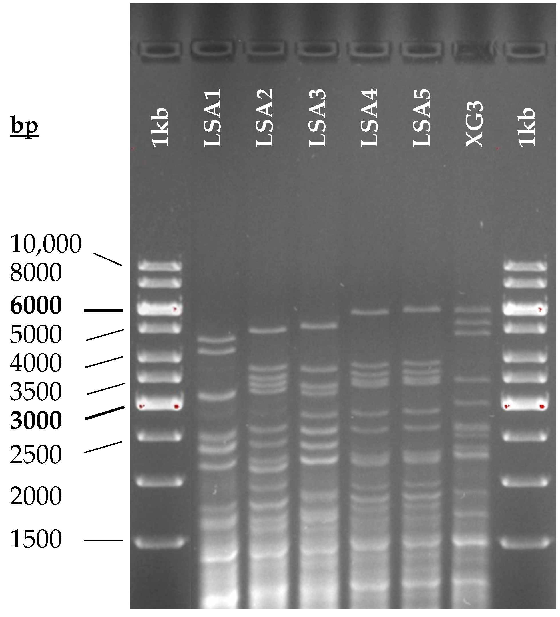 Fermentation 07 00031 g001