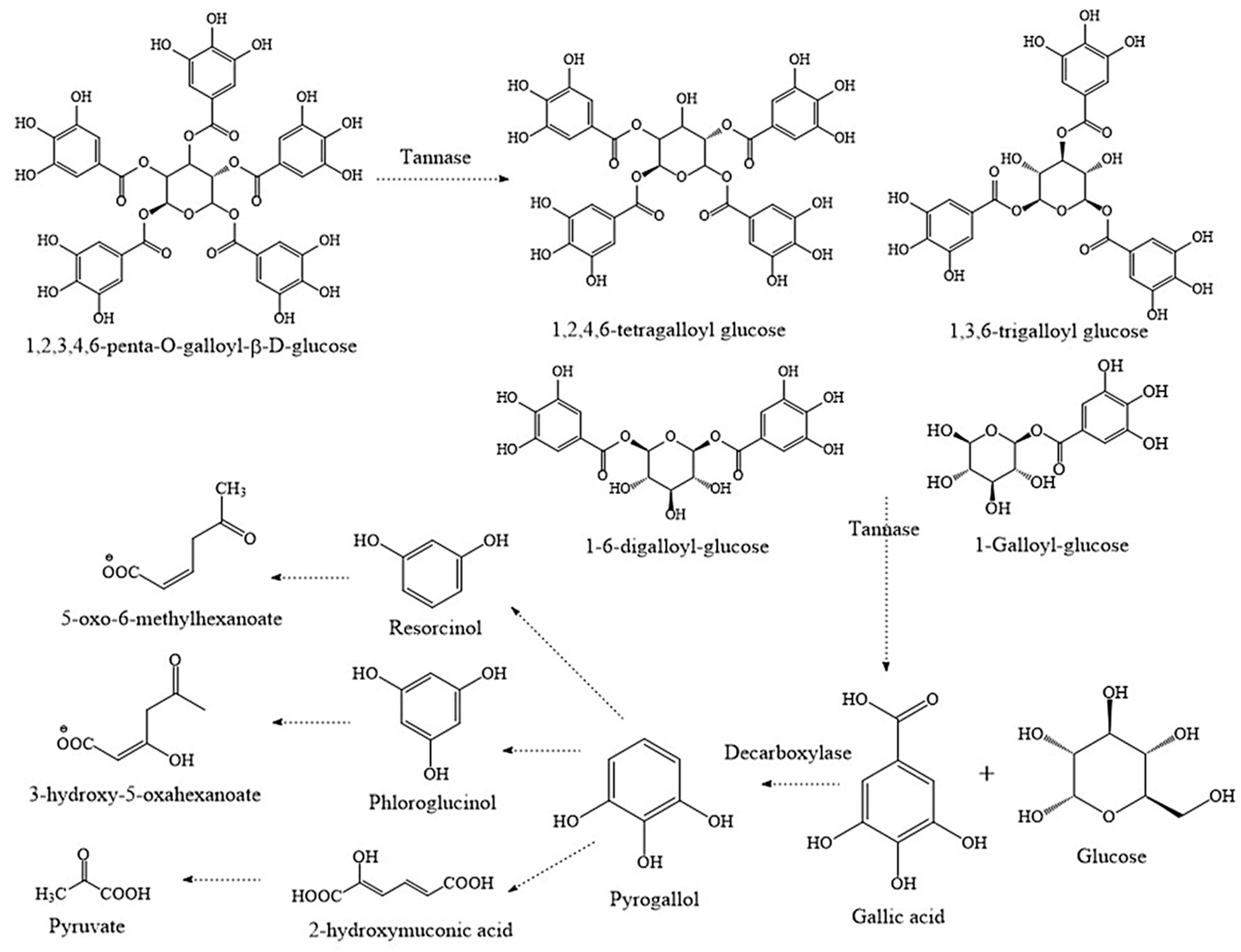Fermentation 07 00048 g001
