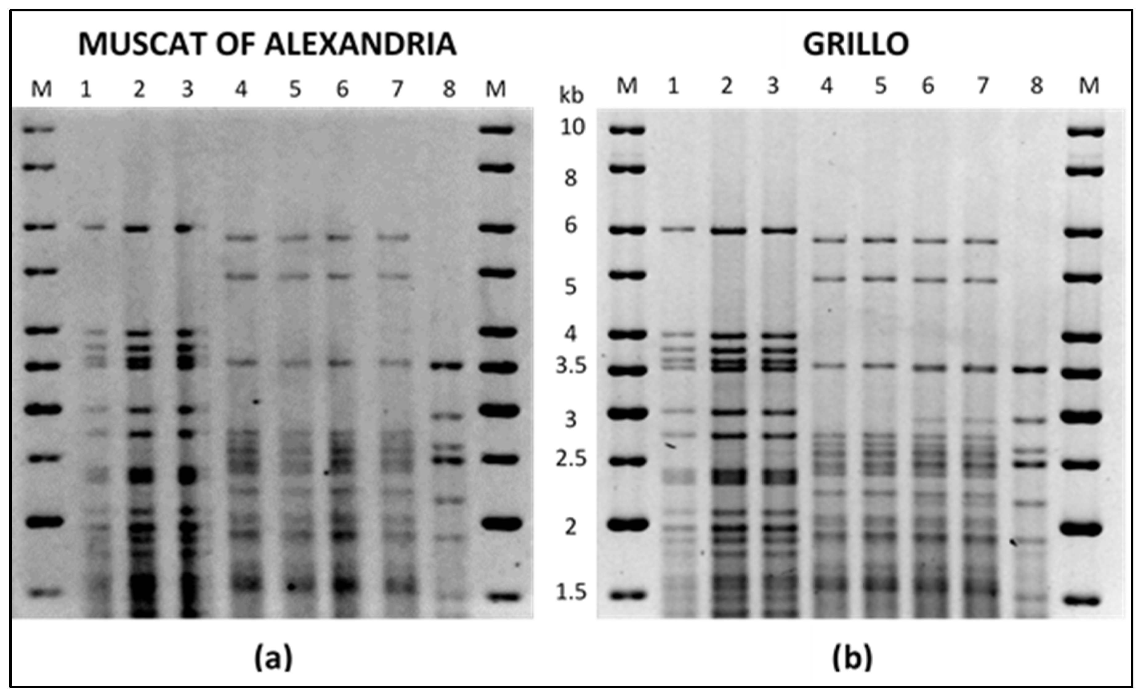 Fermentation 07 00079 g005