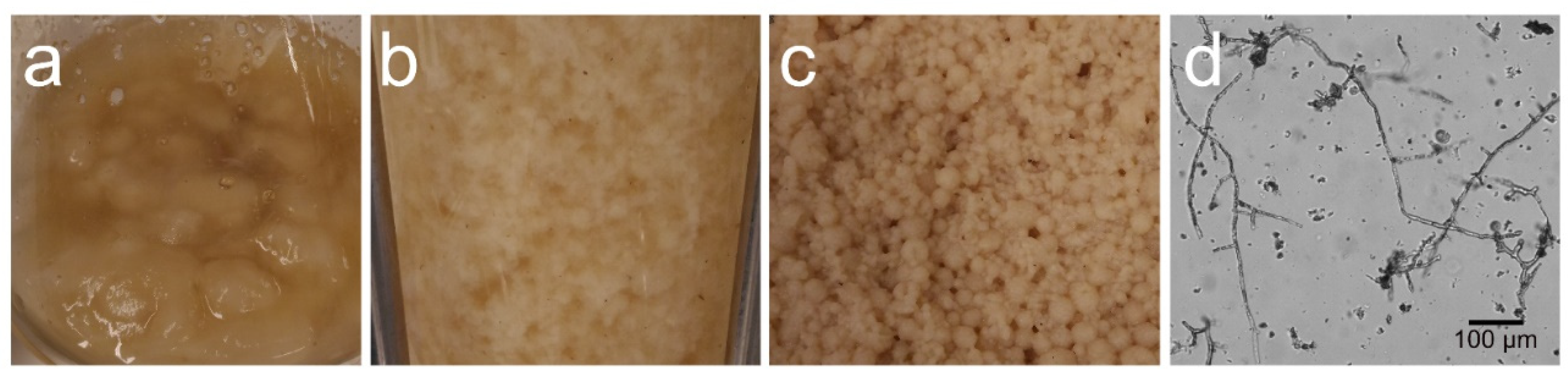 Fermentation 07 00091 g005