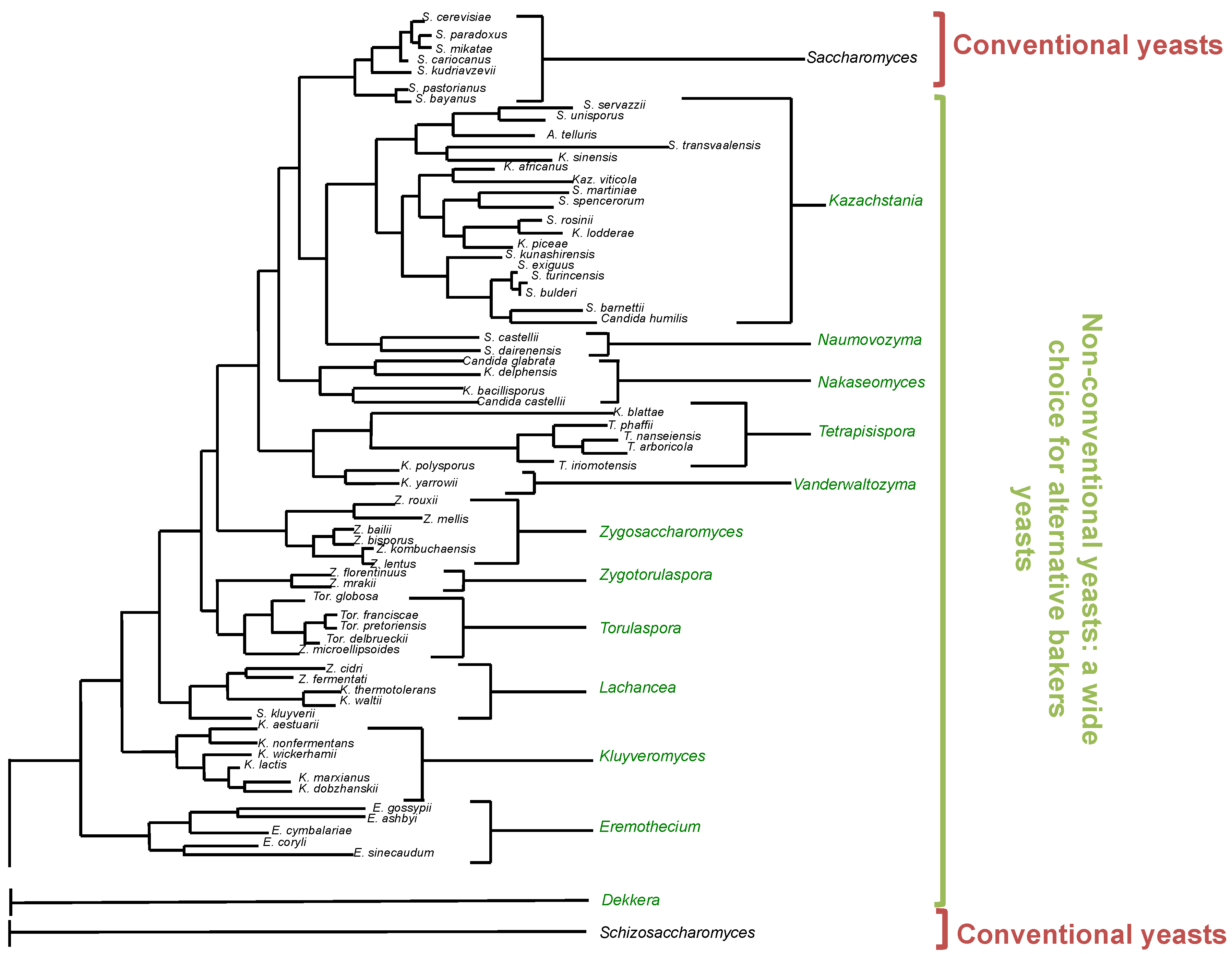 Fermentation 07 00102 g001