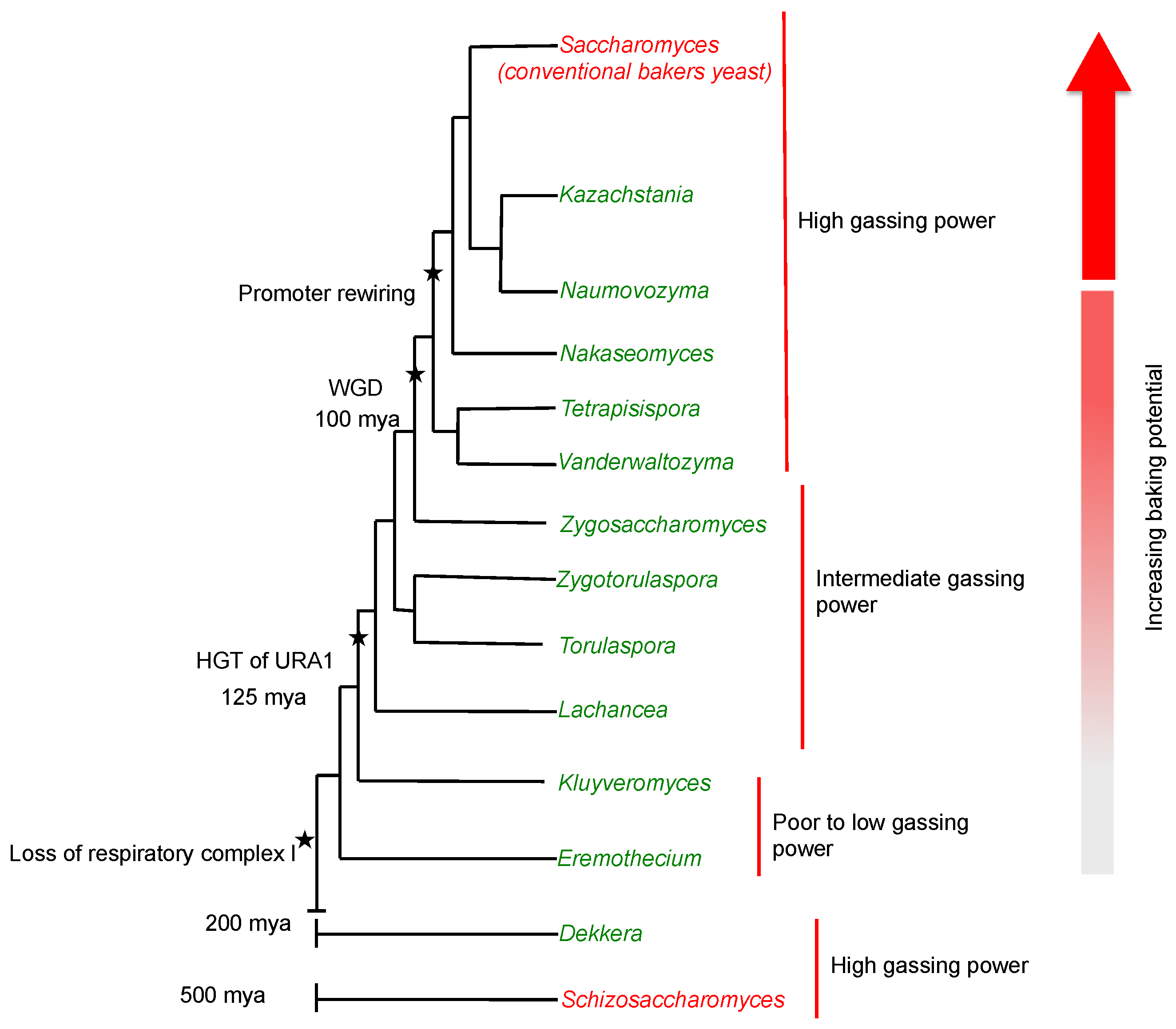 Fermentation 07 00102 g002