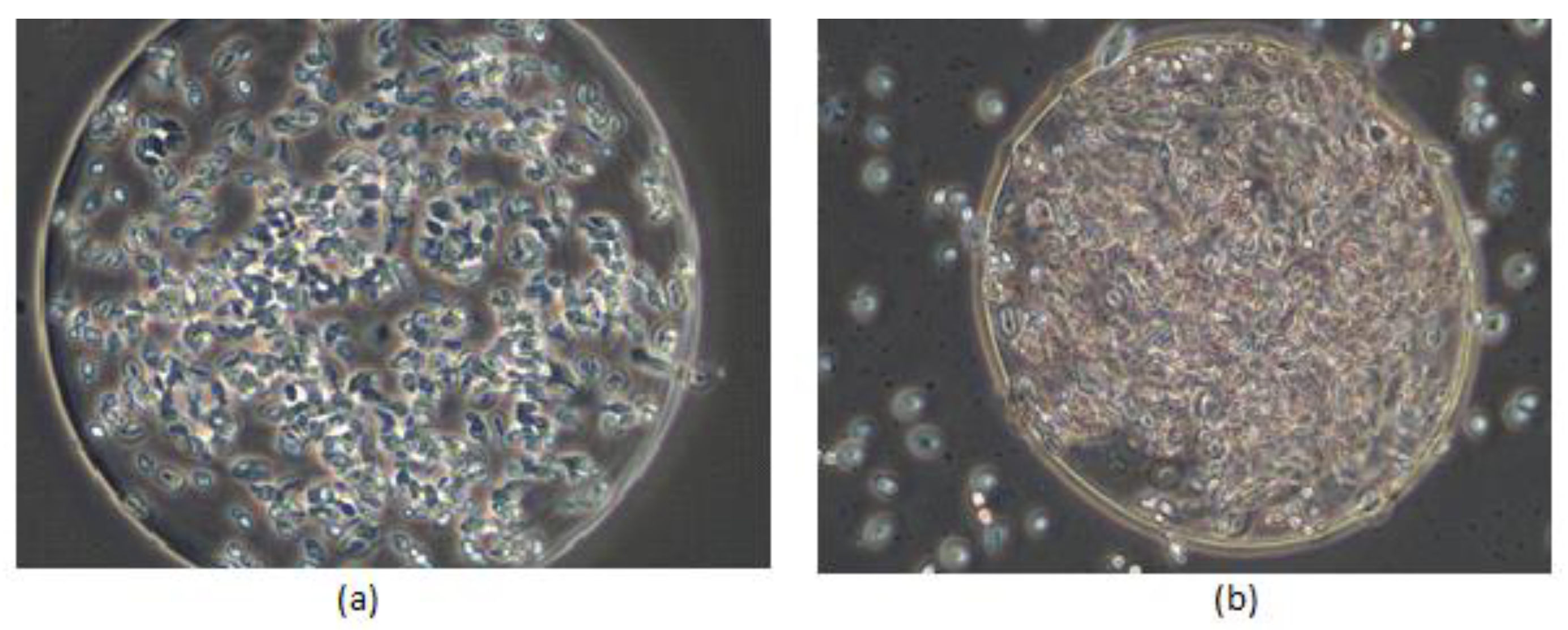 Fermentation 07 00112 g001 Fermentation 07 00112 g001