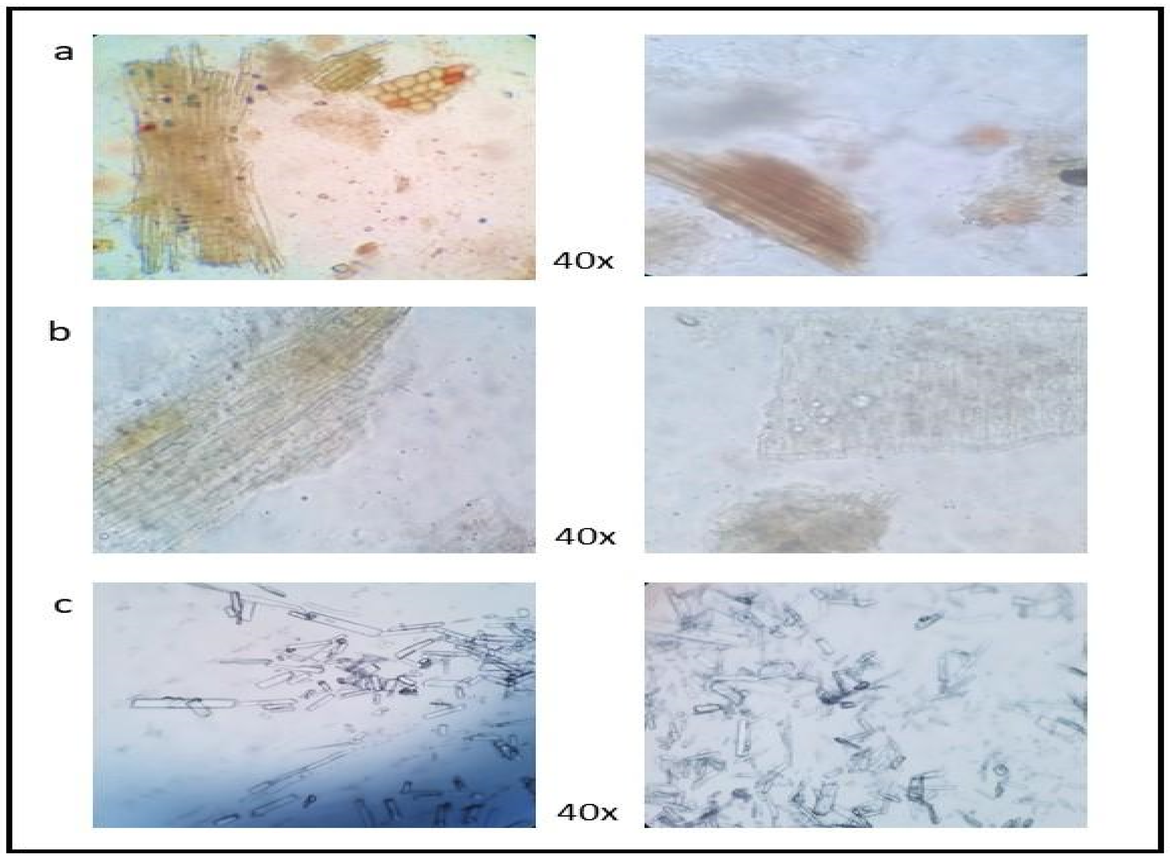 Fermentation 07 00149 g002