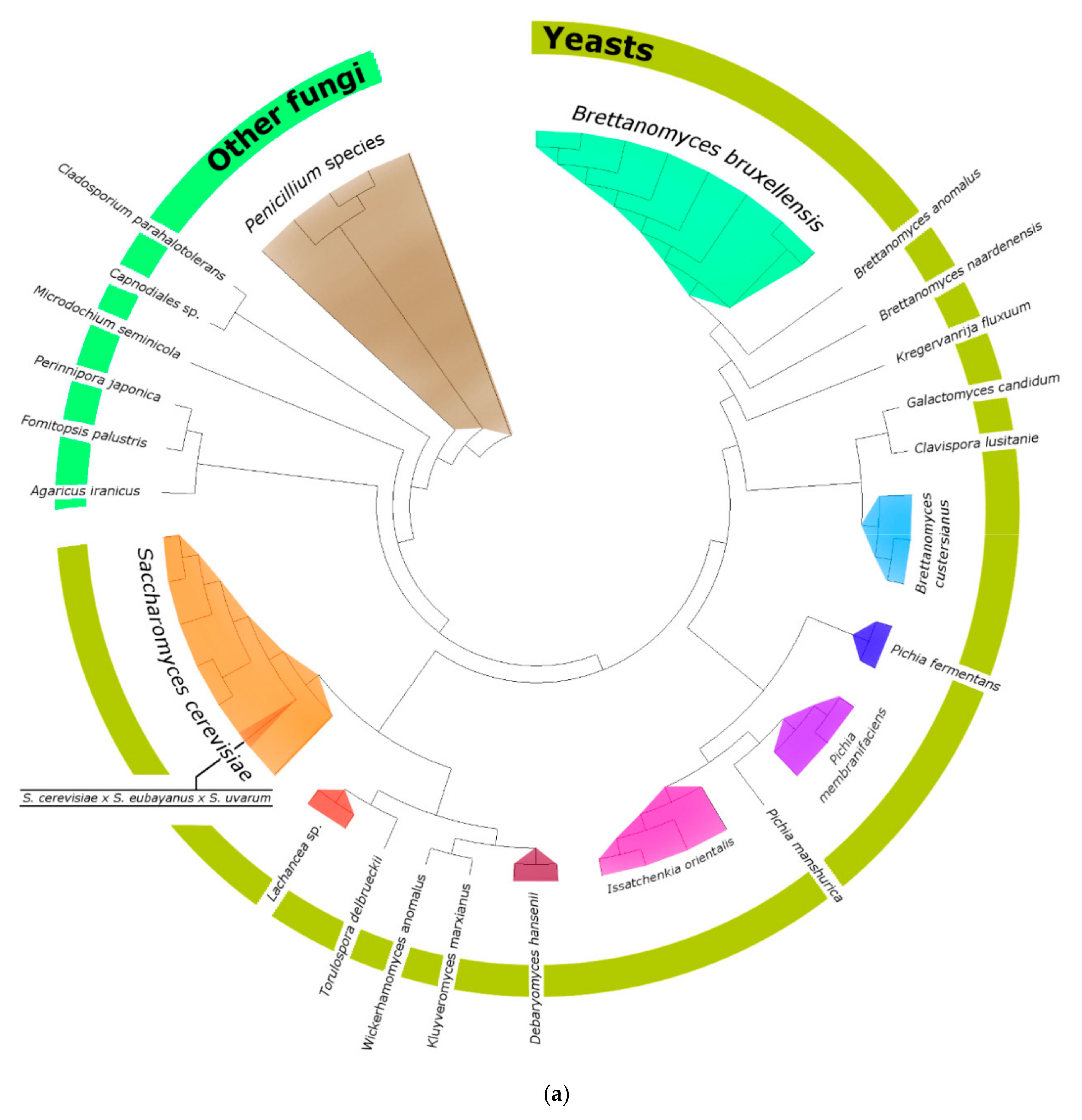 Fermentation 07 00174 g007a