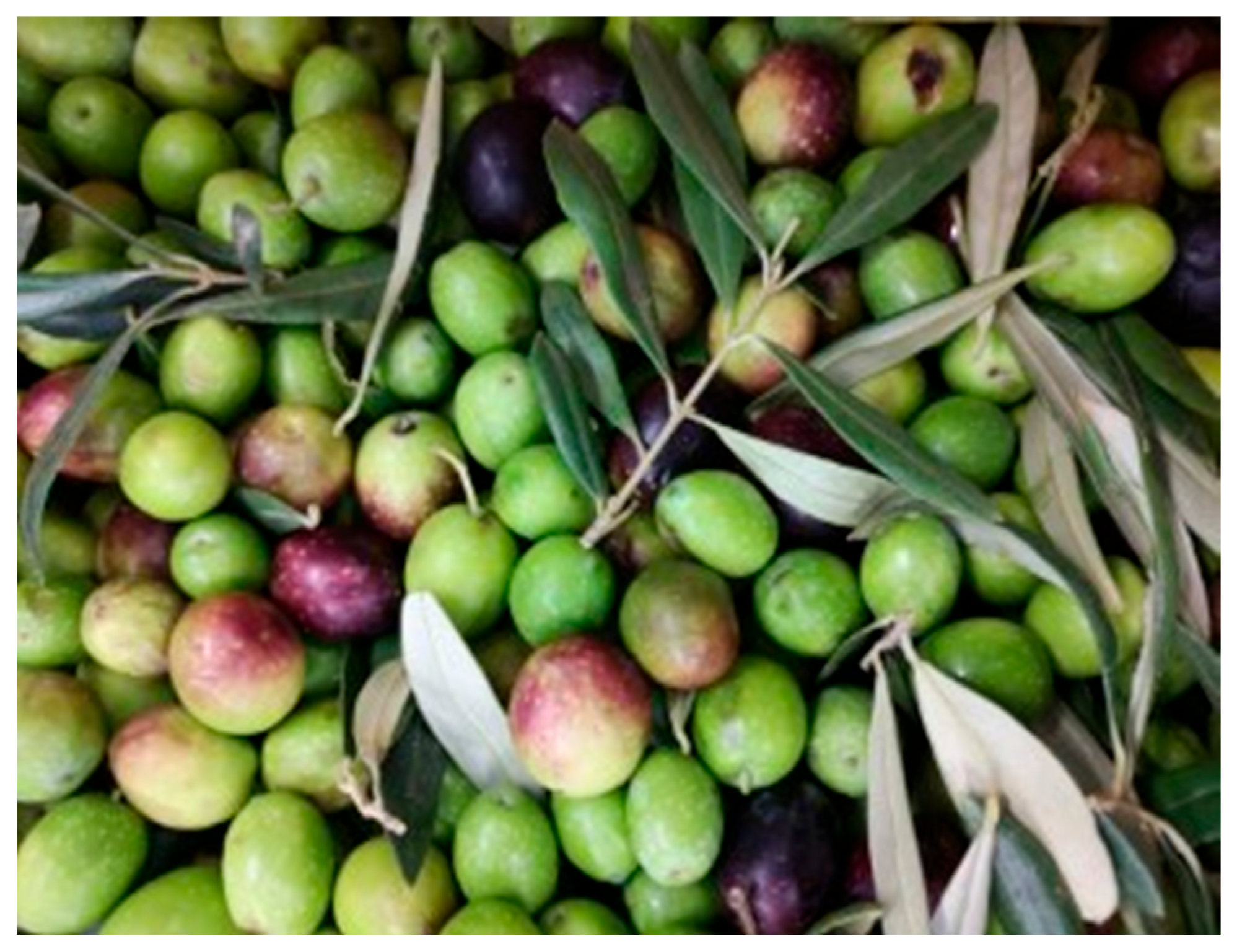 Fermentation 07 00239 g002