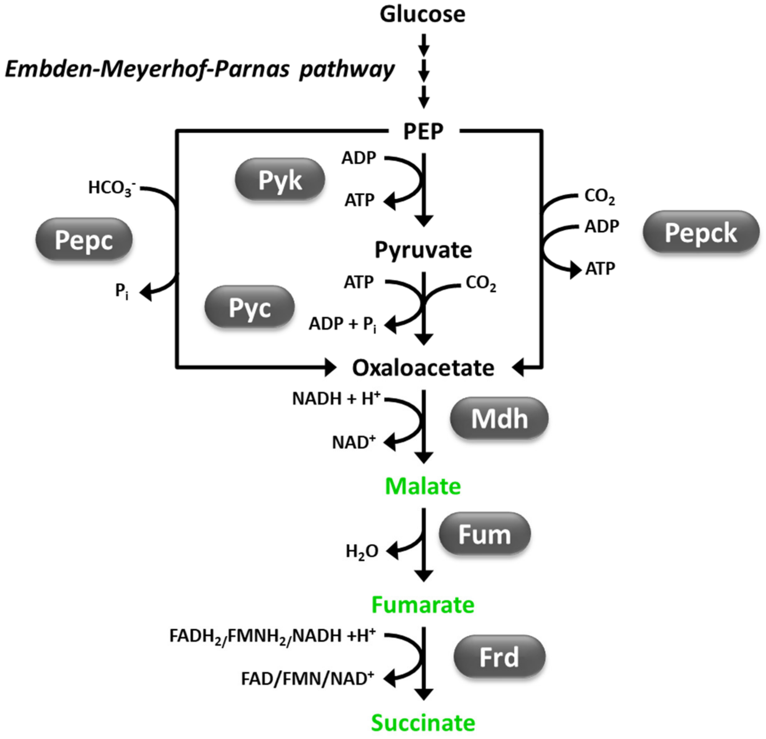 Fermentation 07 00248 g002
