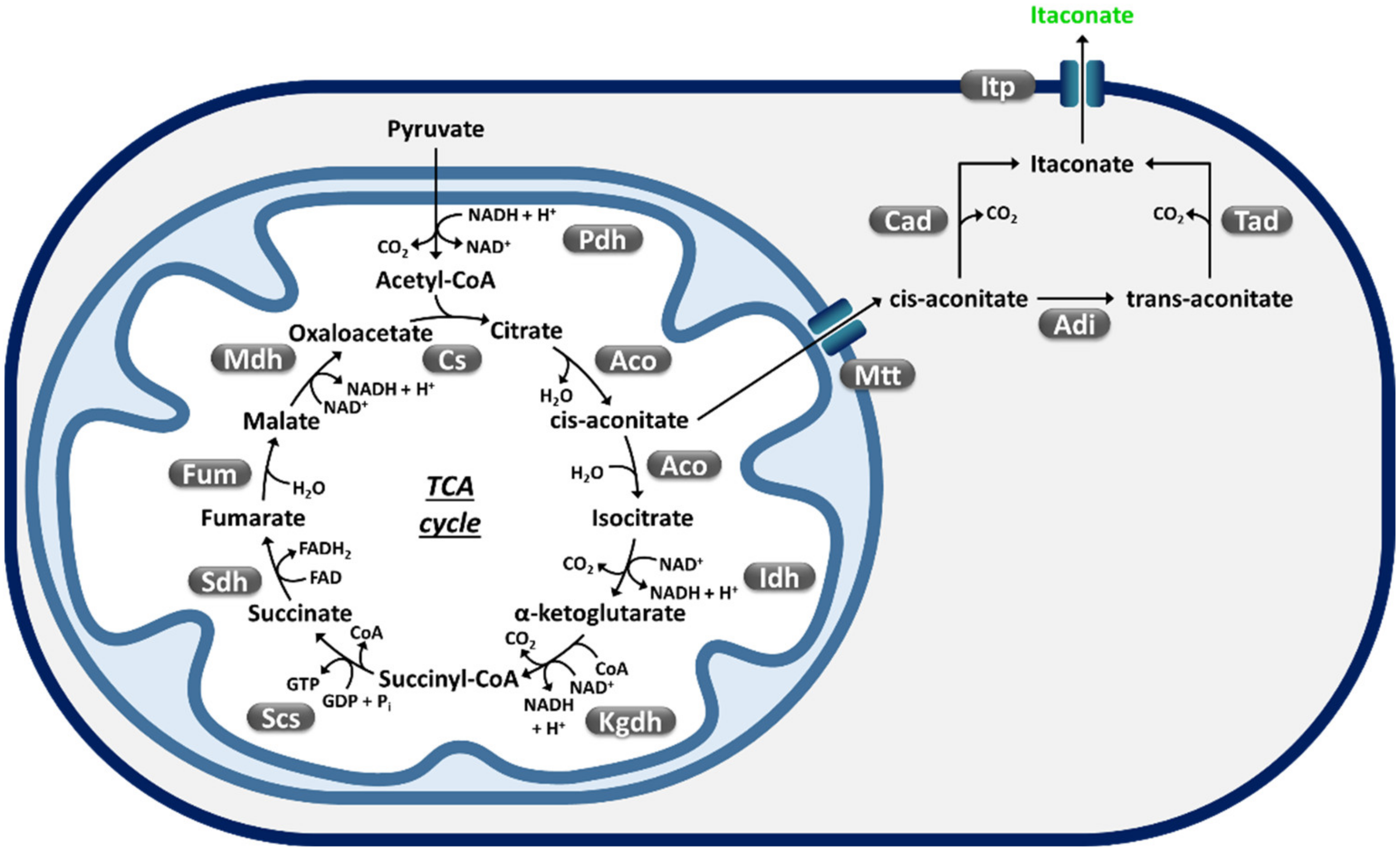 Fermentation 07 00248 g003