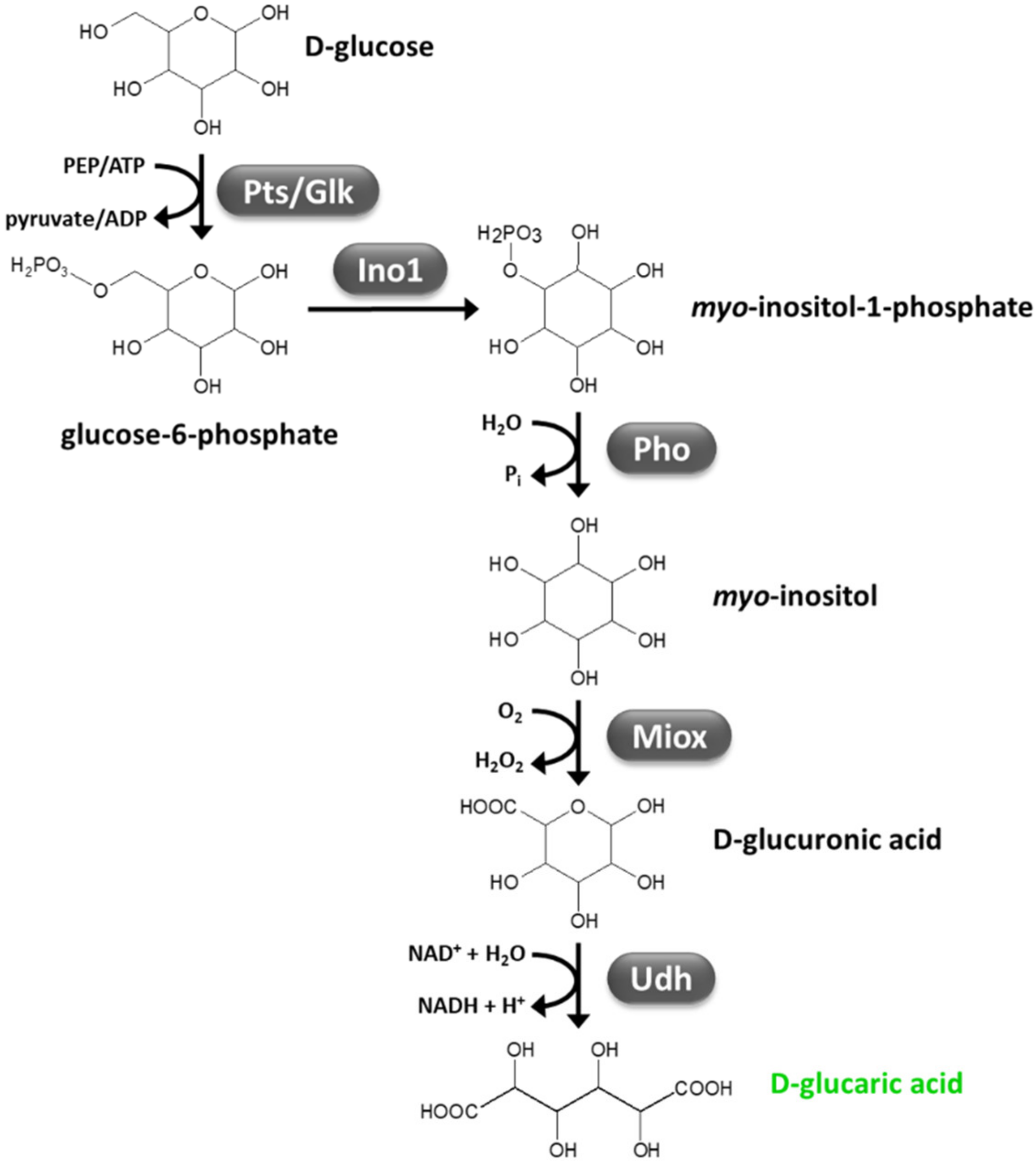 Fermentation 07 00248 g005