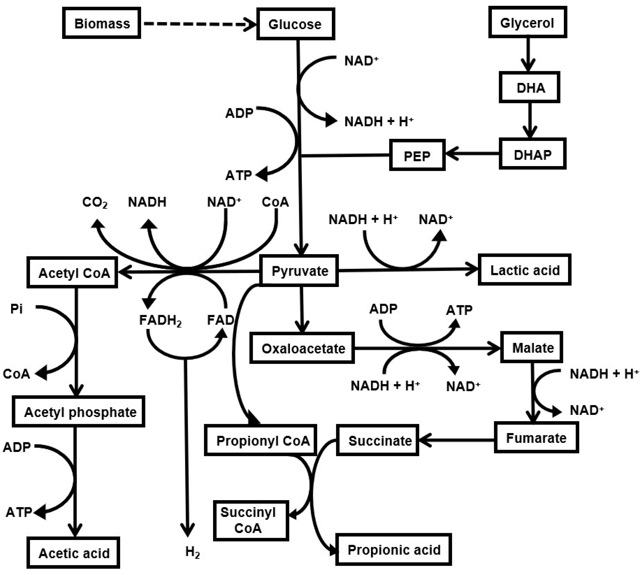 Fermentation 07 00284 g004