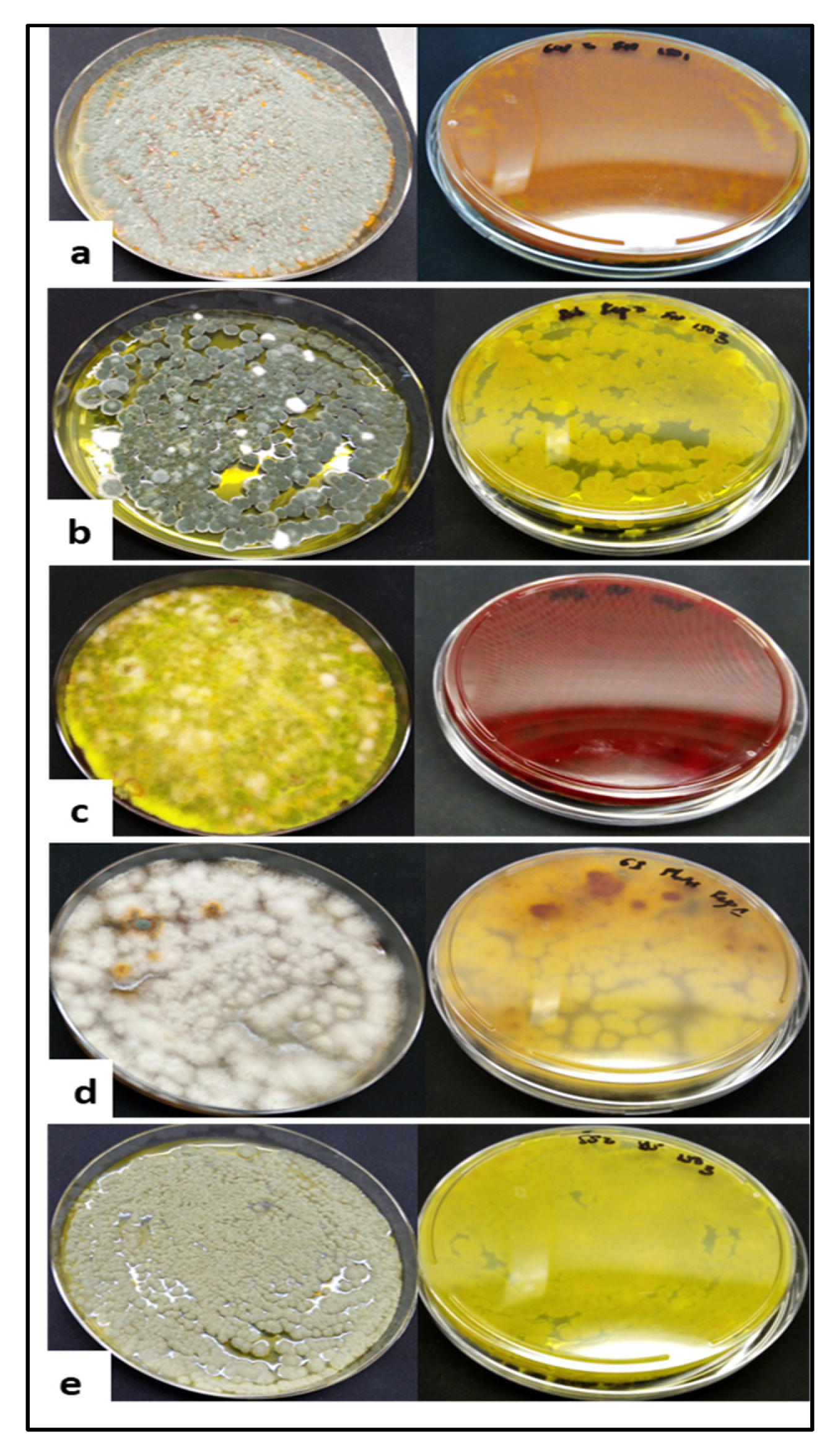 Fermentation 07 00295 g002