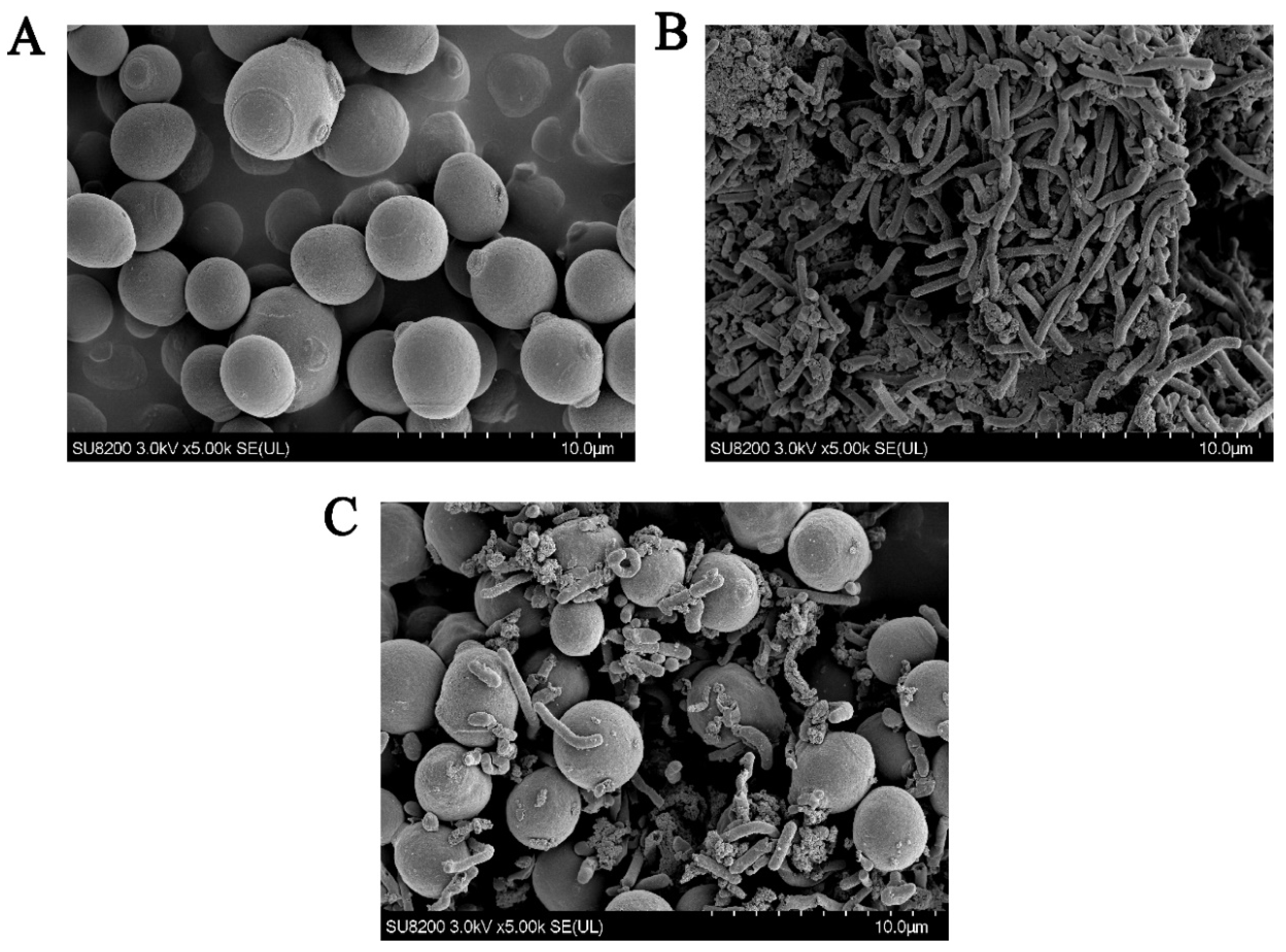 Fermentation 08 00033 g004