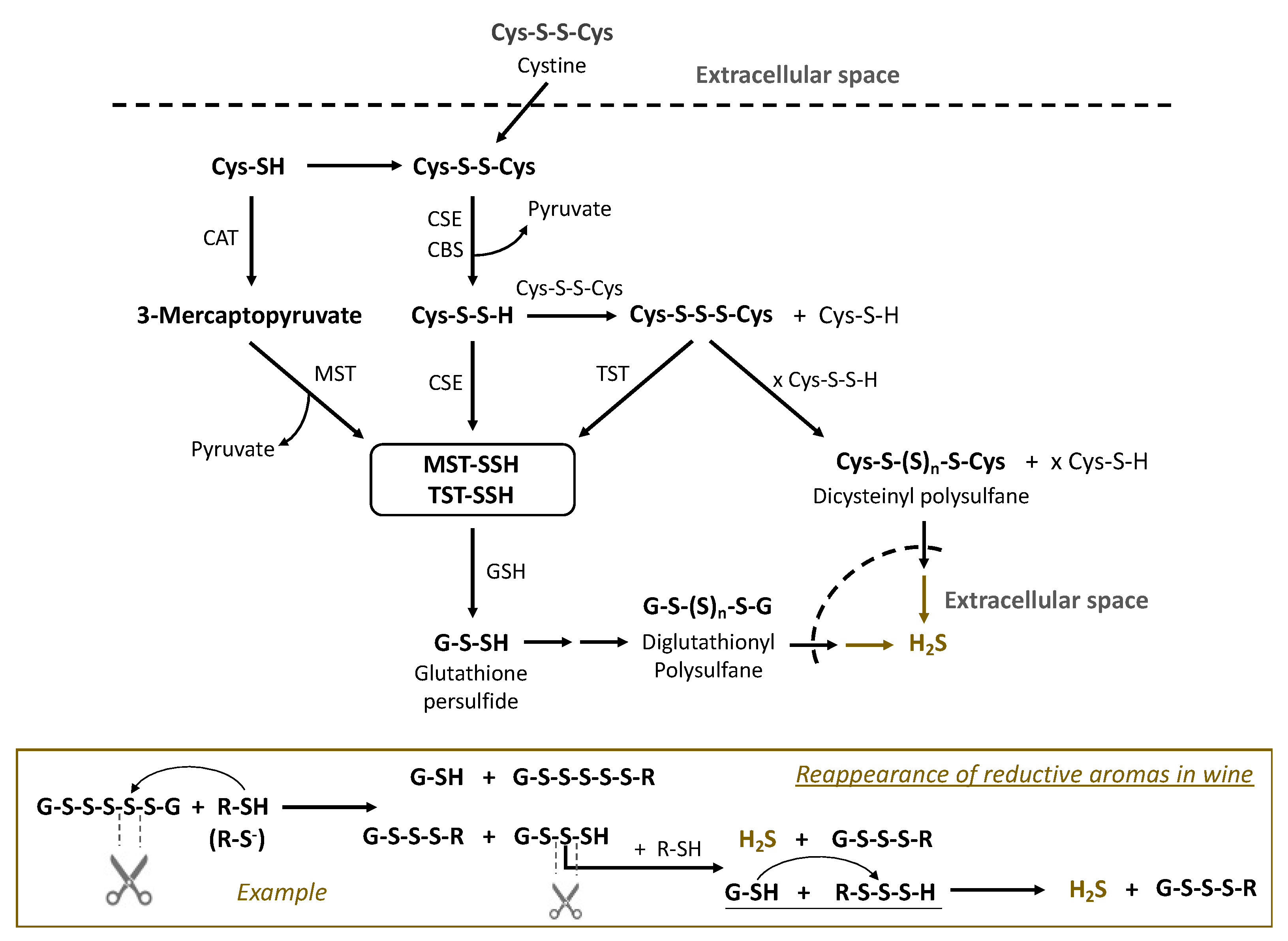 Fermentation 08 00053 g004