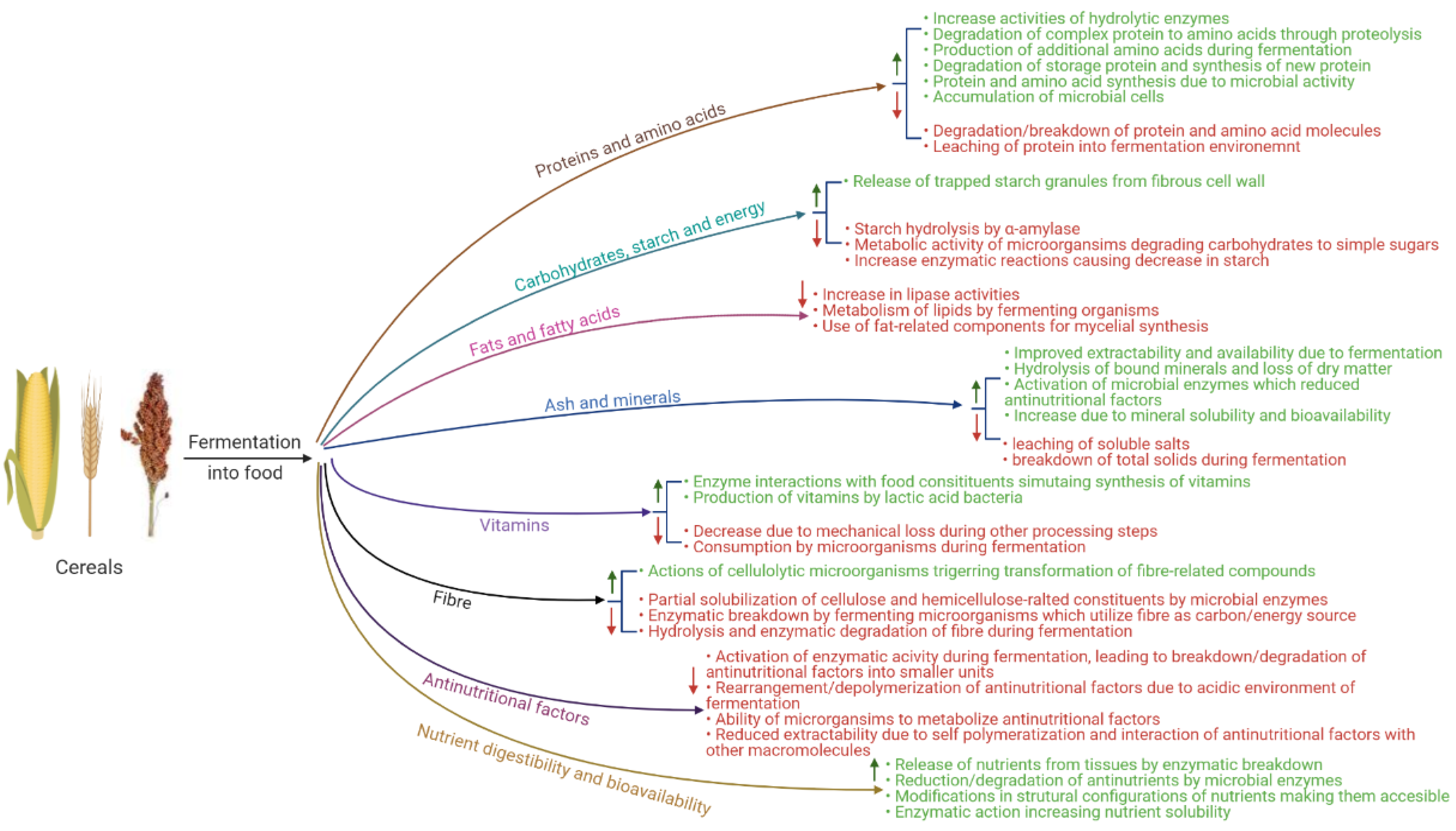 Fermentation 08 00063 g001