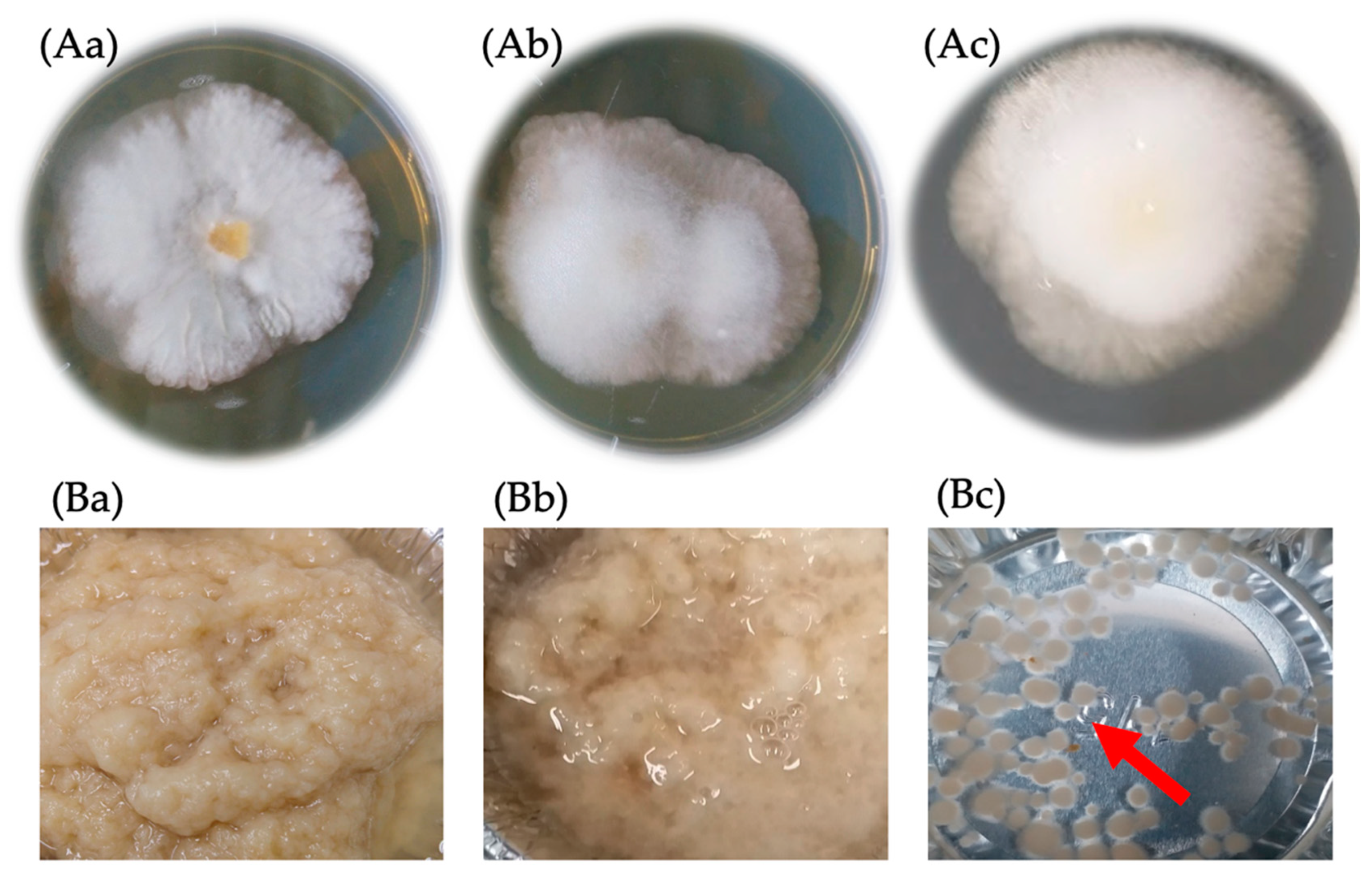 Fermentation 08 00081 g002