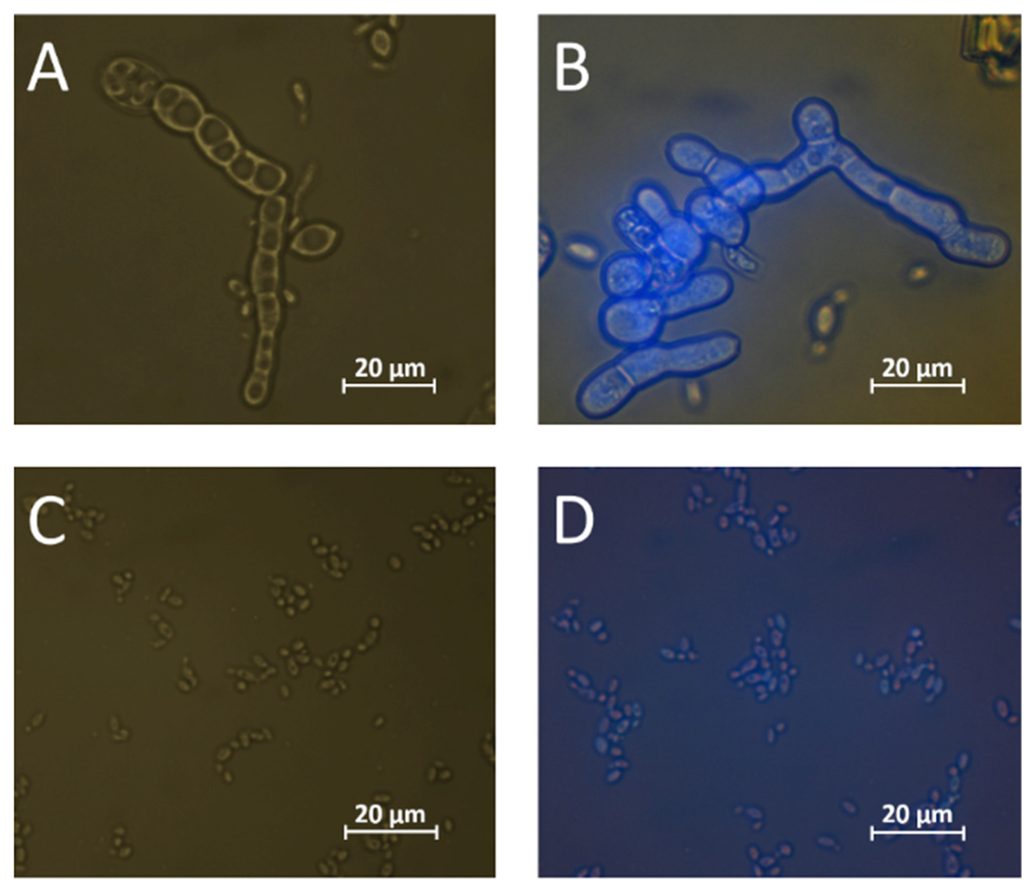 Fermentation 08 00083 g006