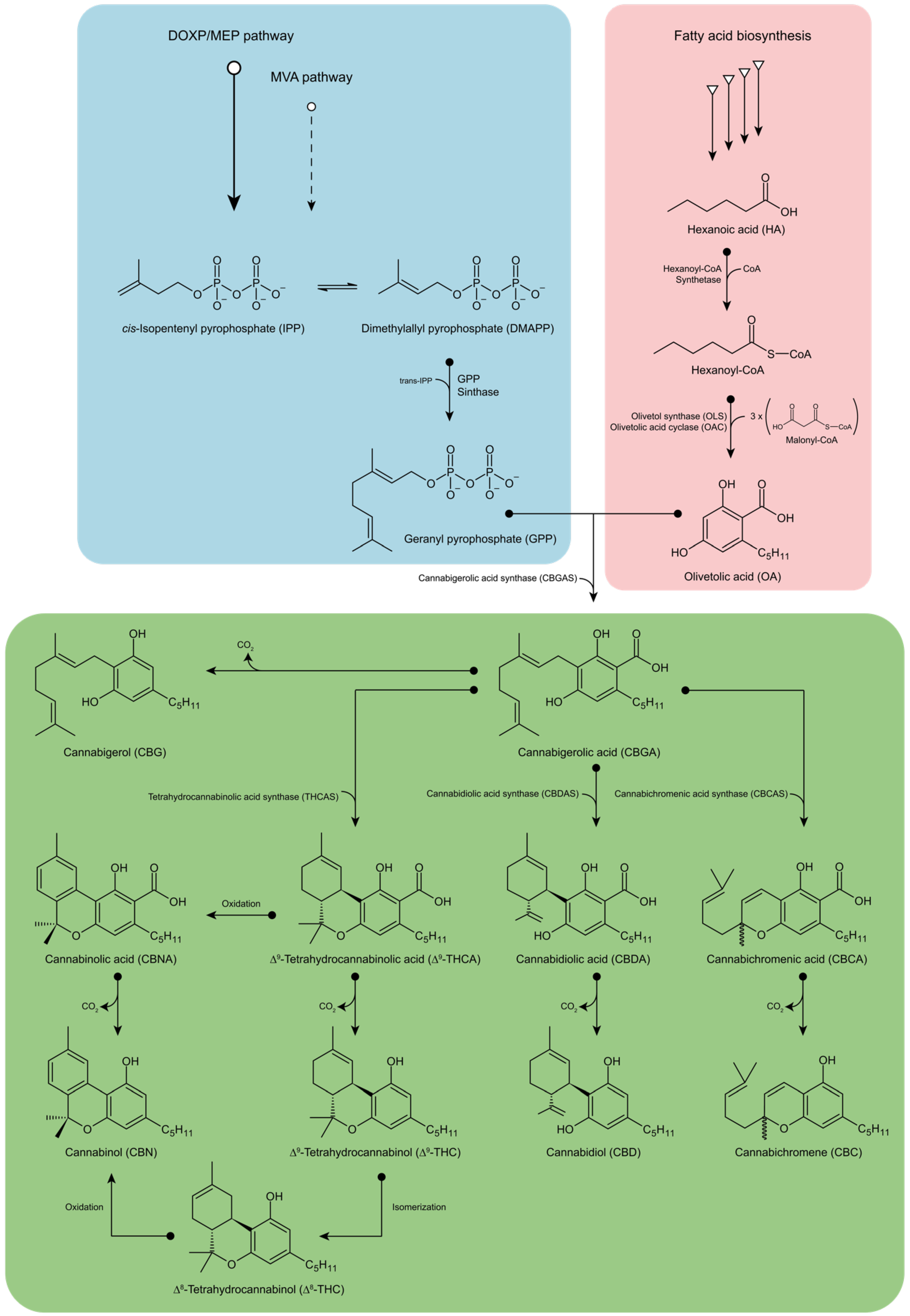Fermentation 08 00084 g002