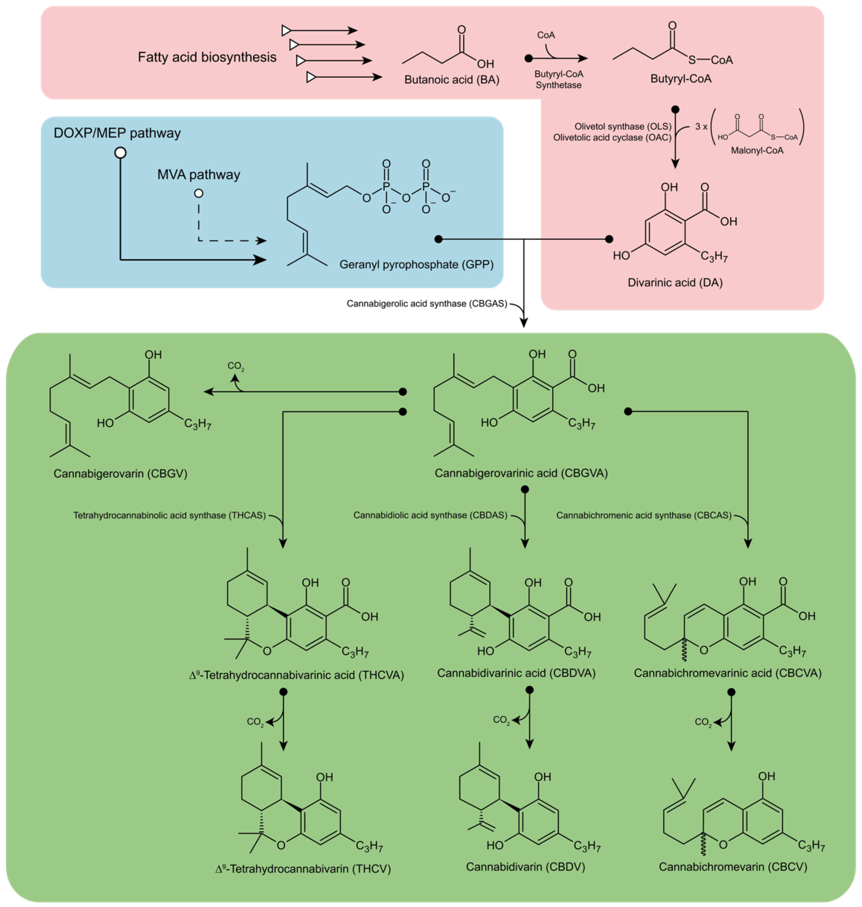 Fermentation 08 00084 g003
