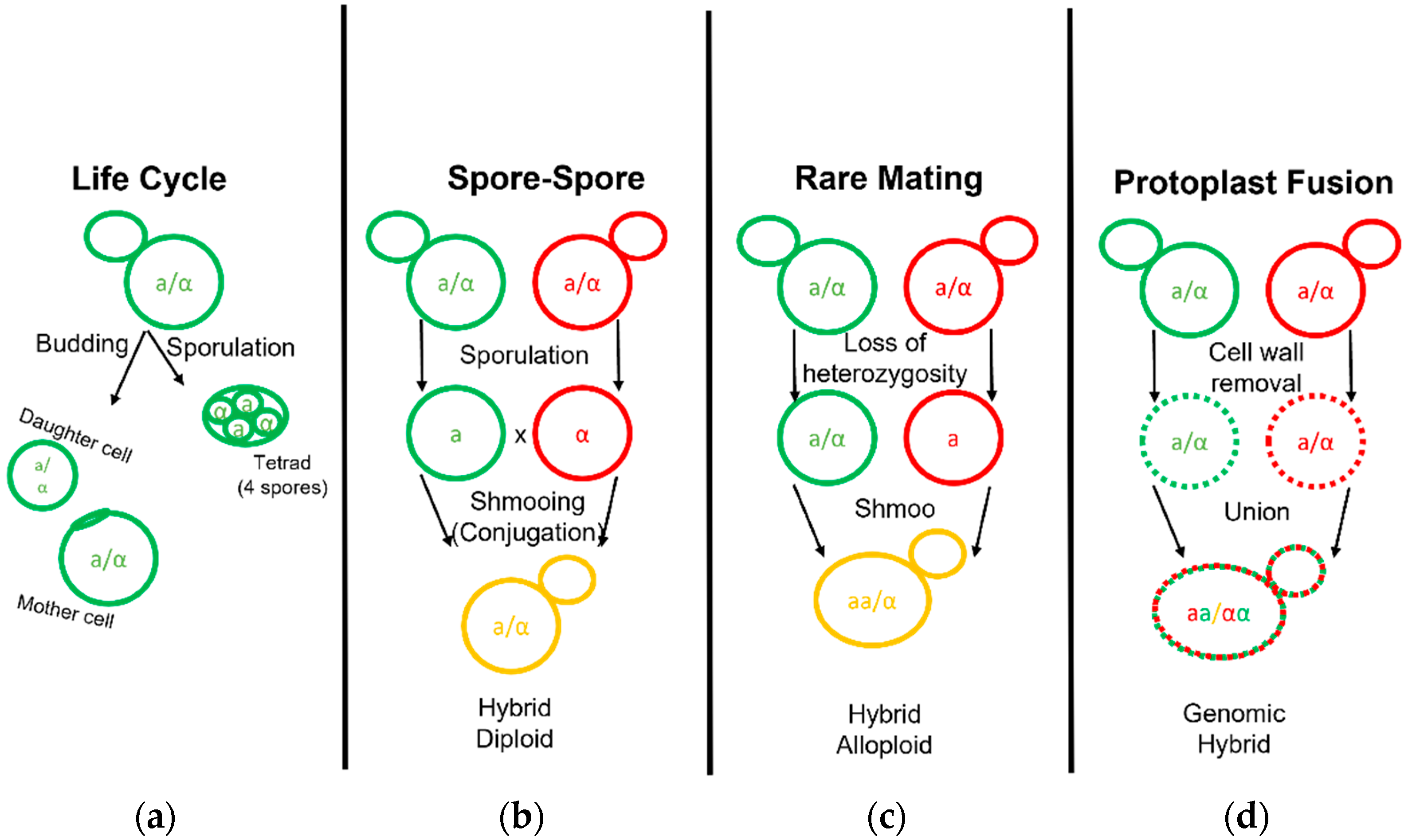 Fermentation 08 00087 g002
