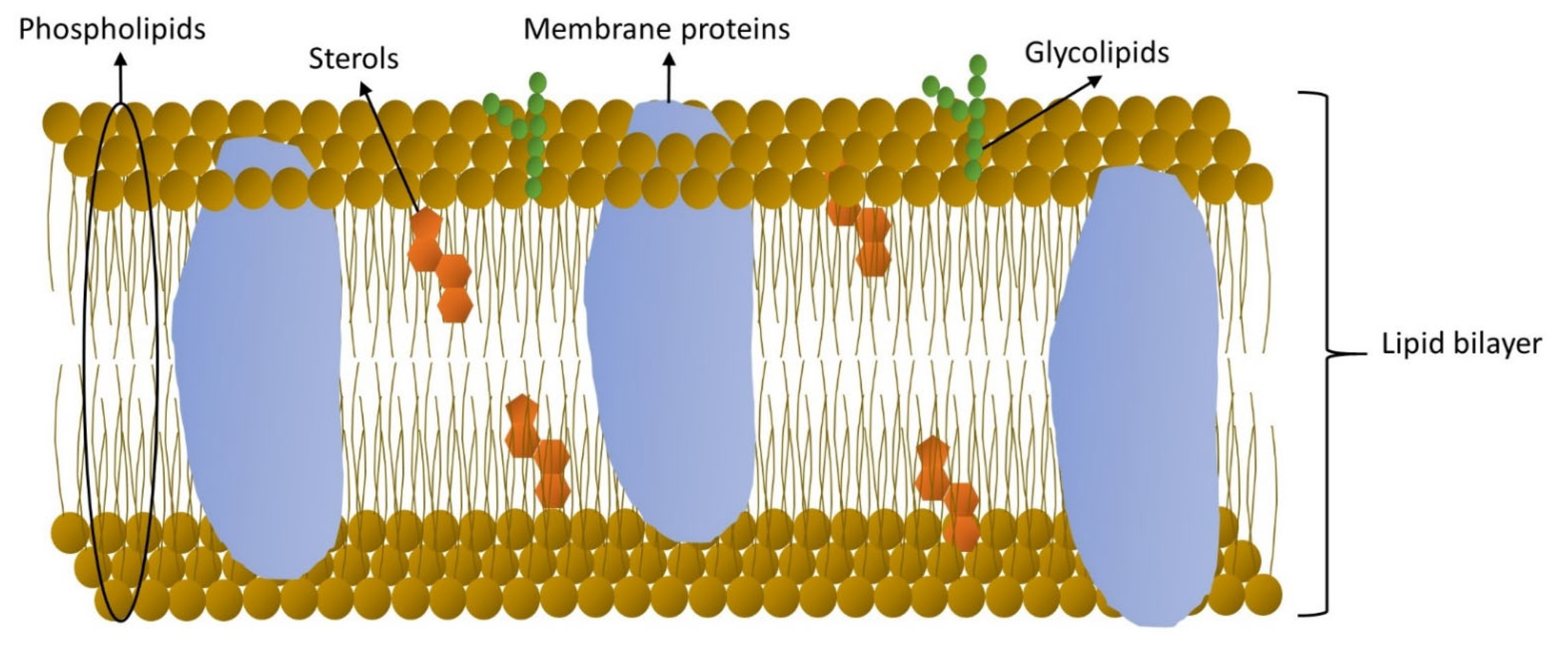 Fermentation 08 00090 g003