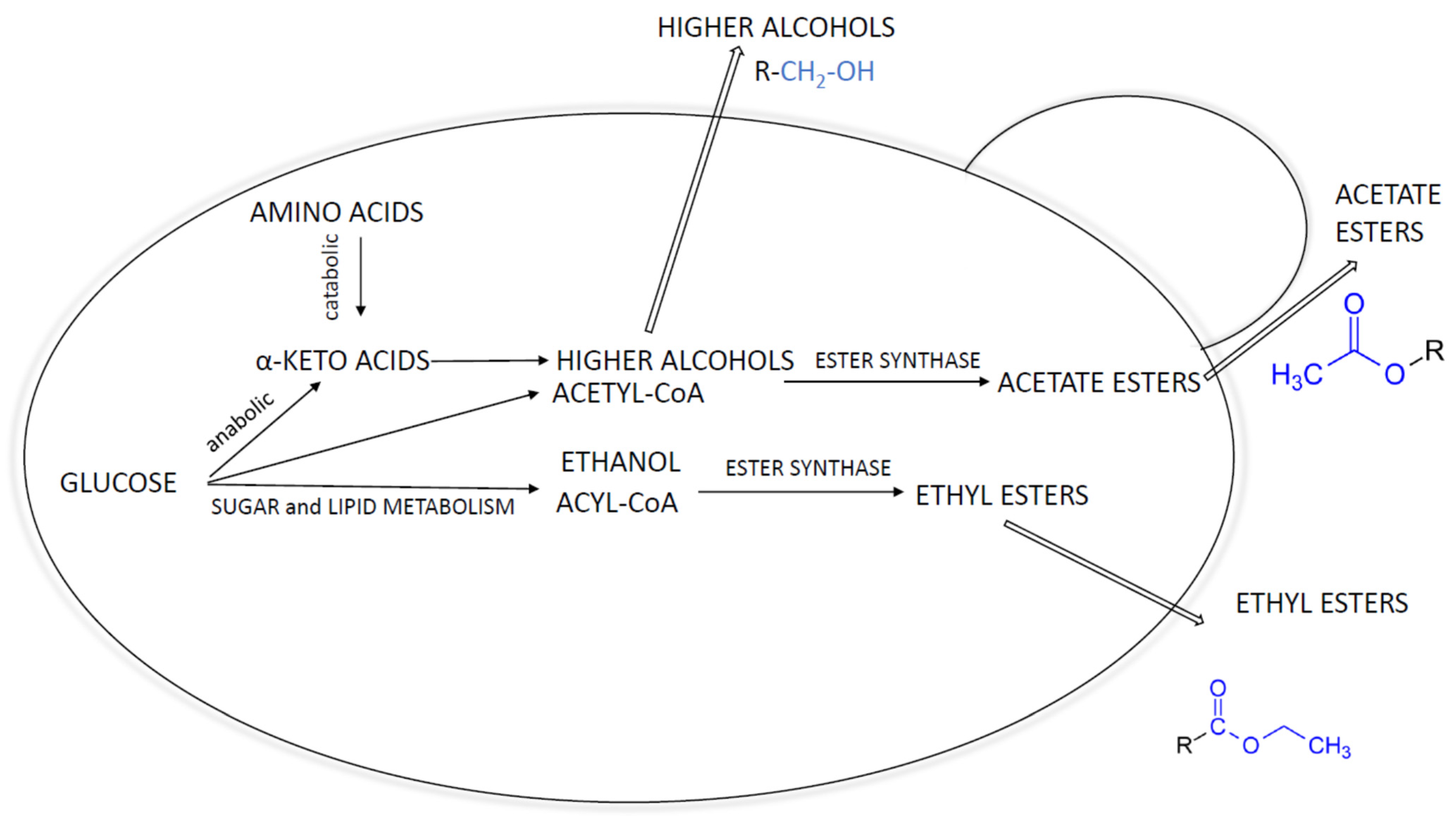 Fermentation 08 00093 g001