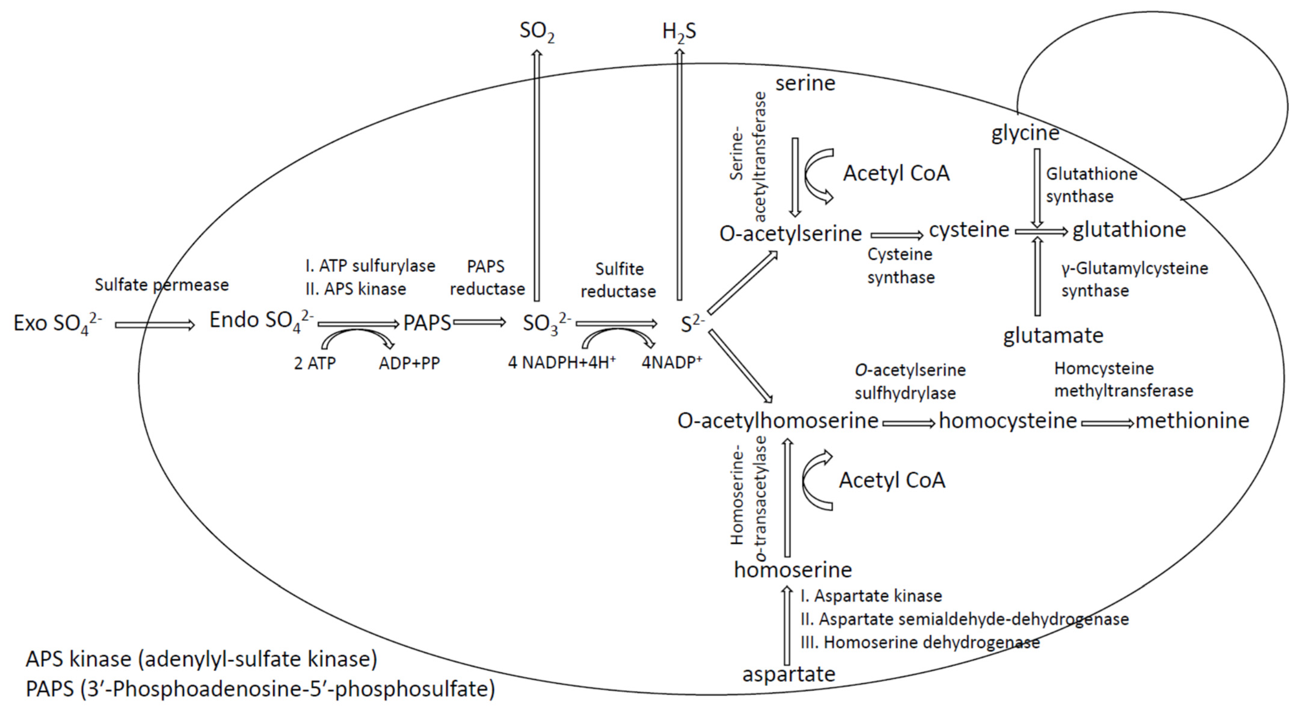 Fermentation 08 00093 g002
