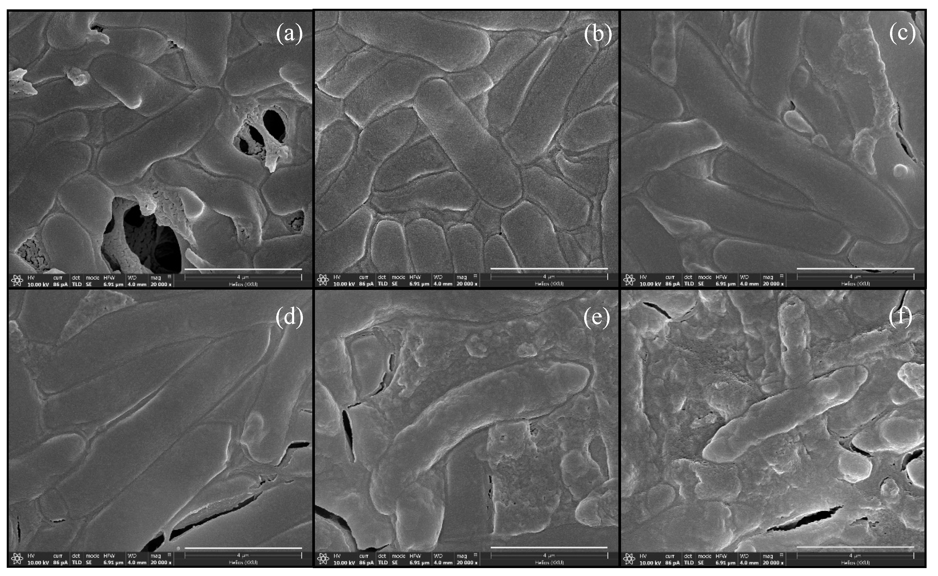 Fermentation 08 00160 g004