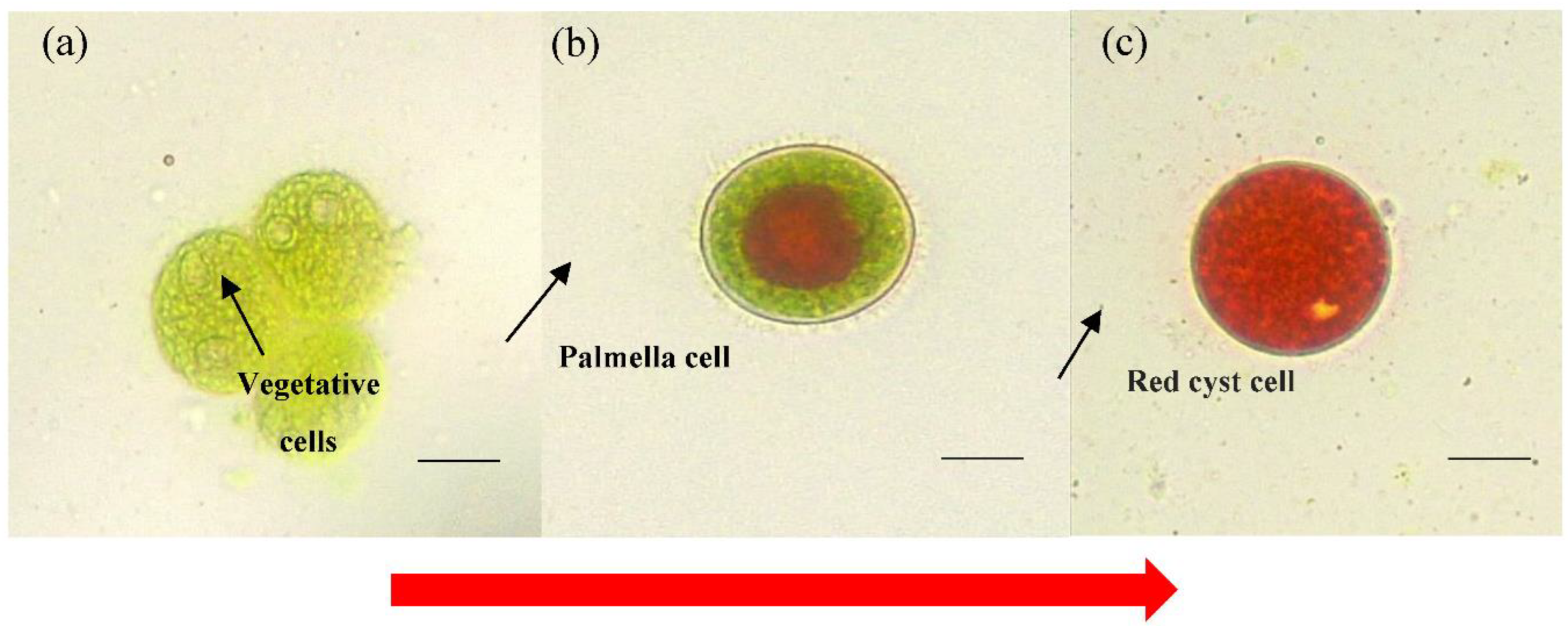Fermentation 08 00179 g002