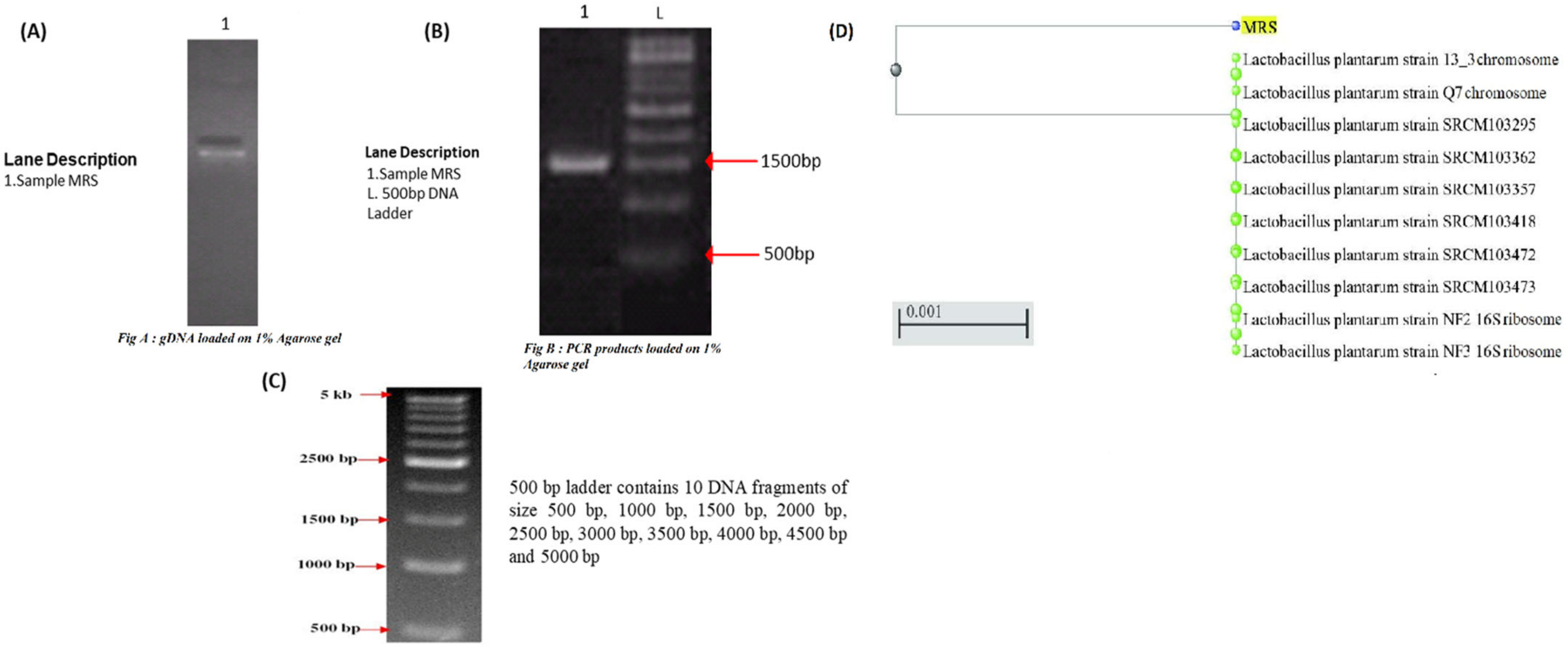 Fermentation 08 00182 g002