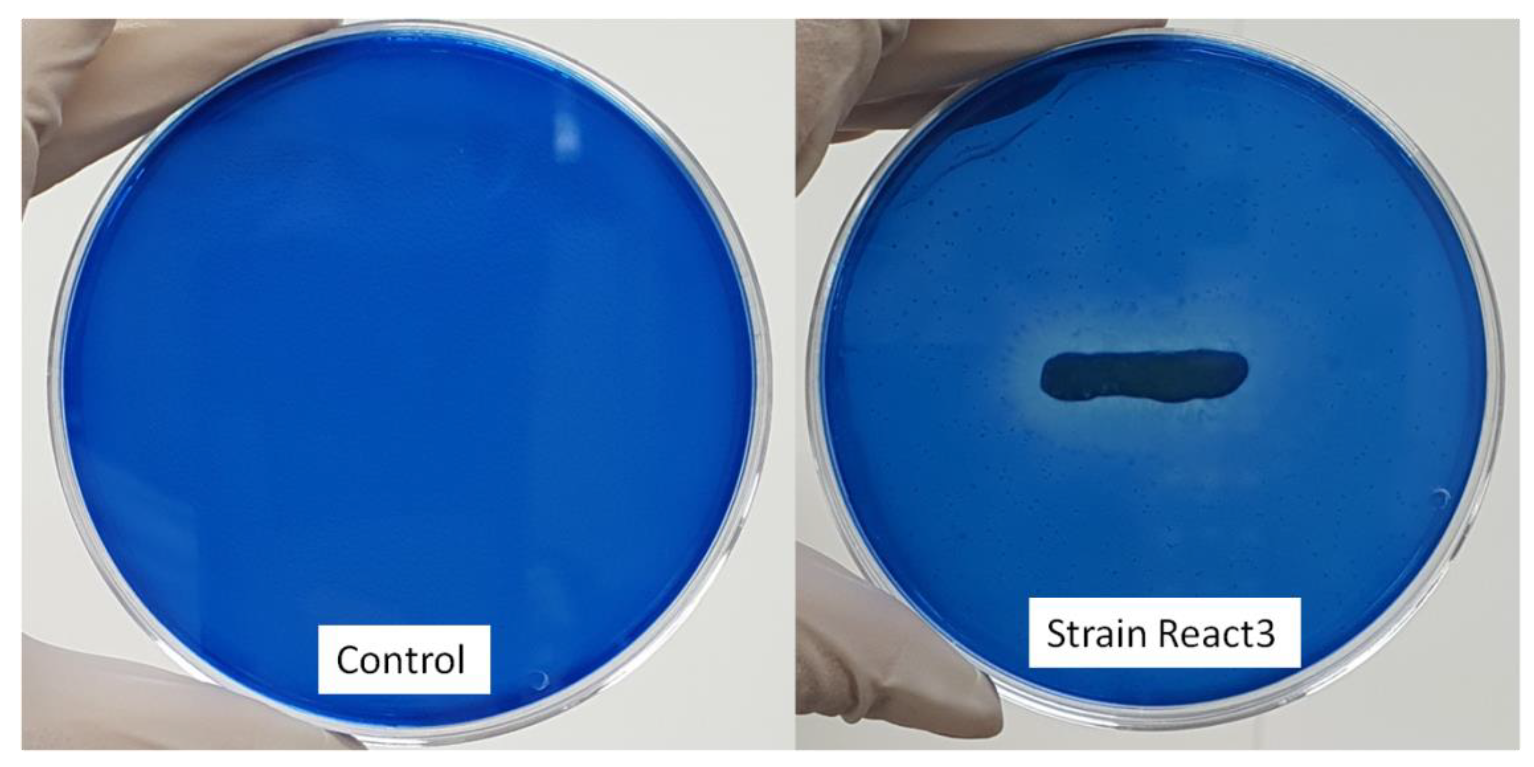 Fermentation 08 00190 g002
