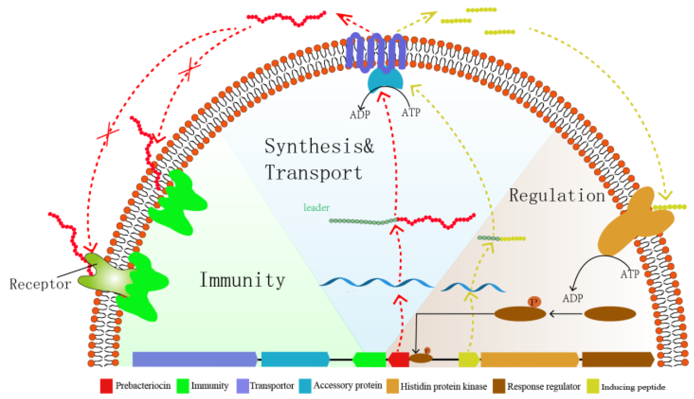 Fermentation 08 00217 g001