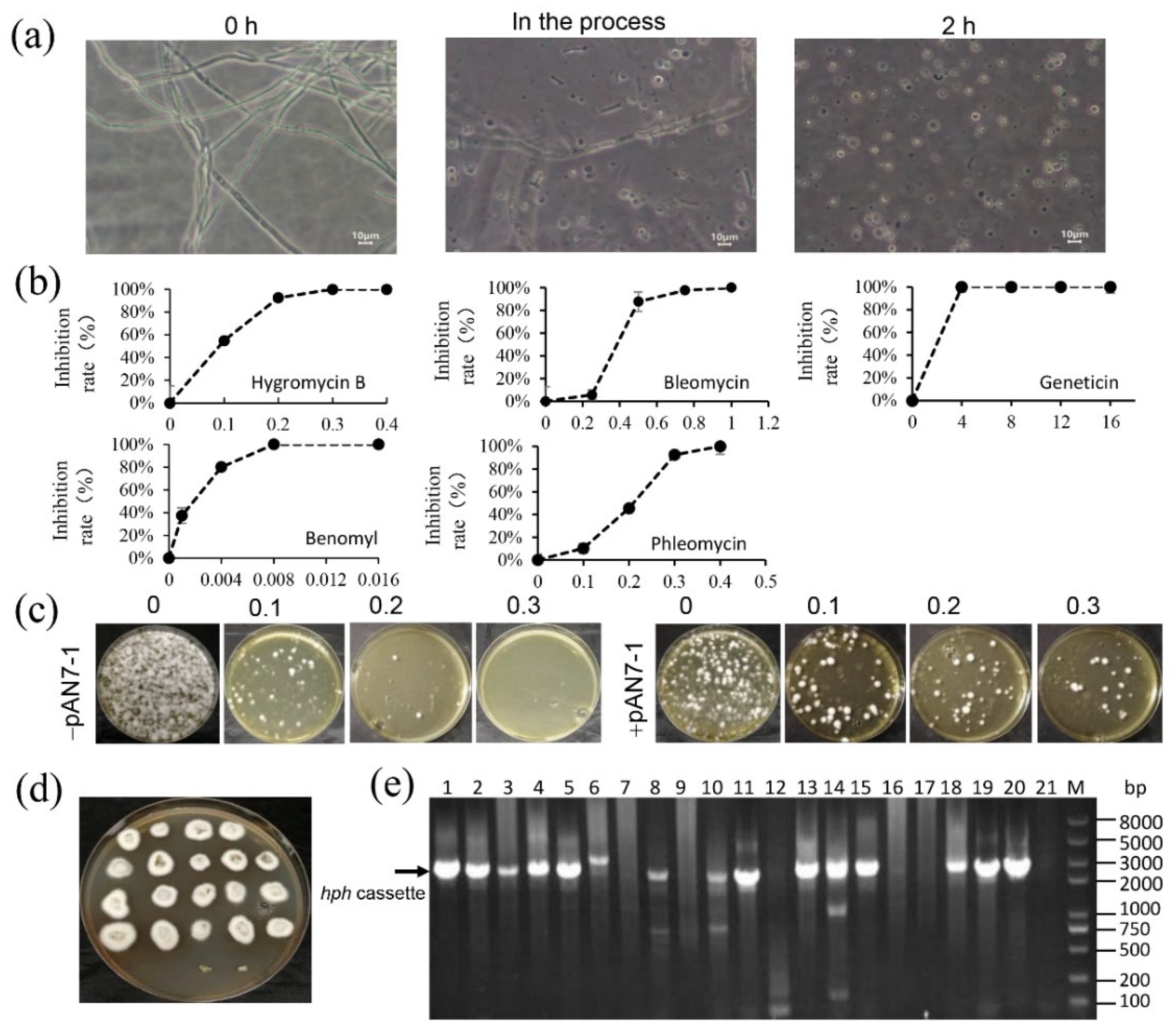 Fermentation 08 00263 g002