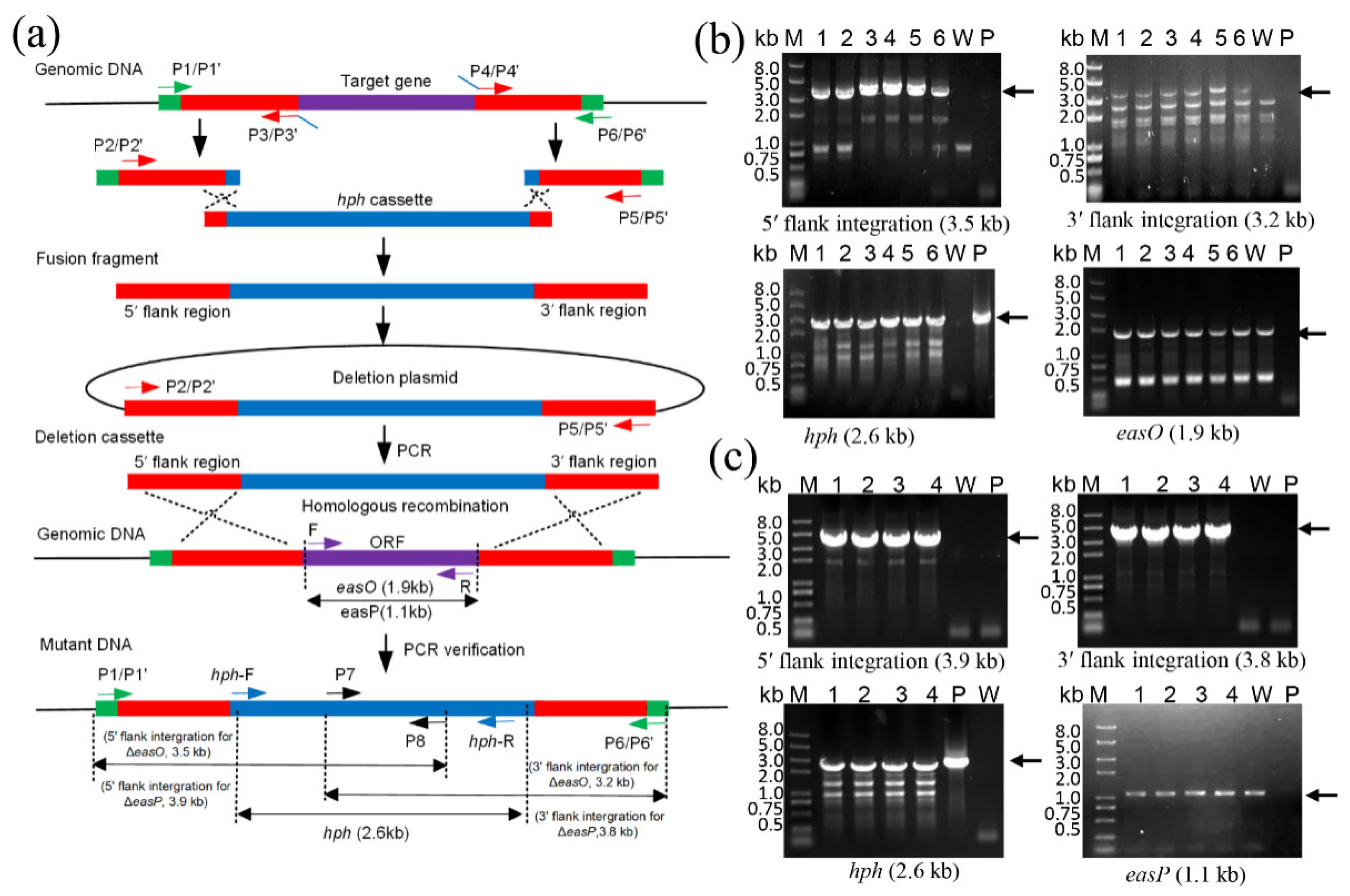 Fermentation 08 00263 g003
